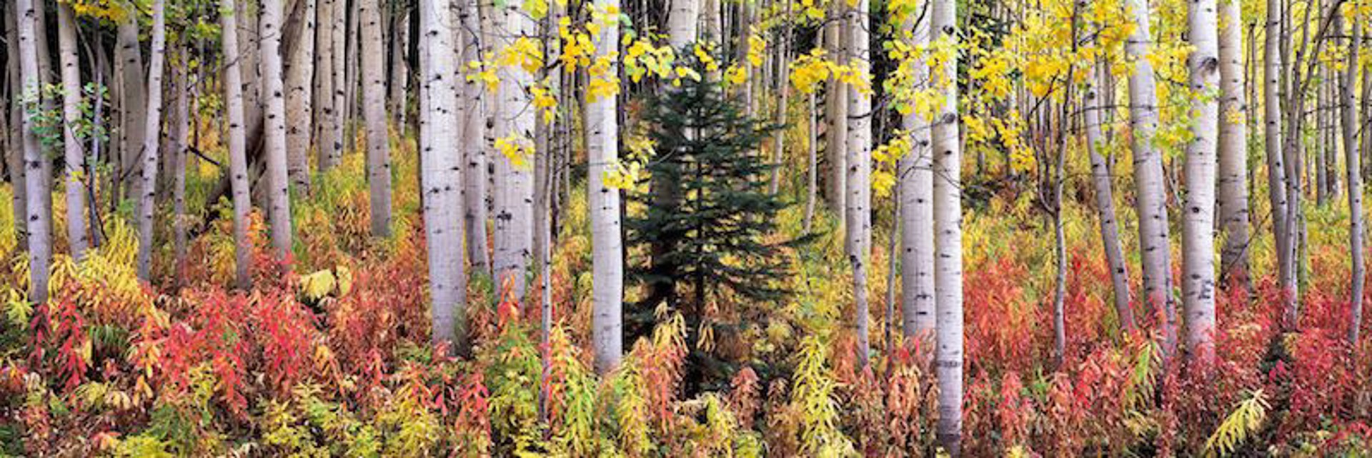 Autumn Fireweed and Aspens by Steven Friedman