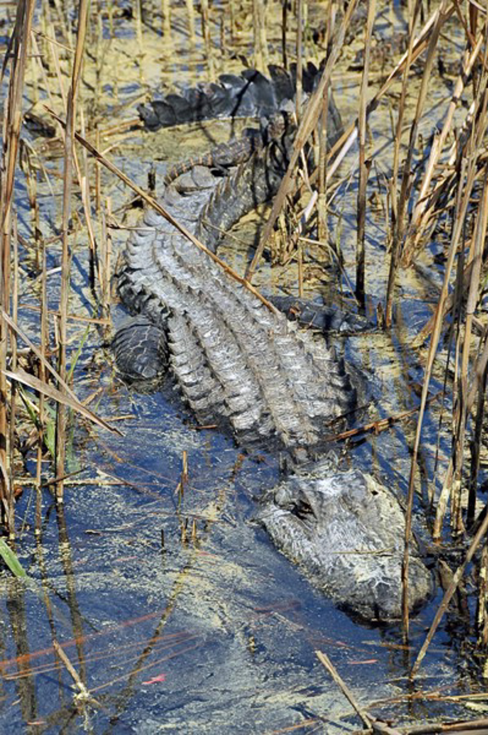 Gator in Reeds by Penny Hoey