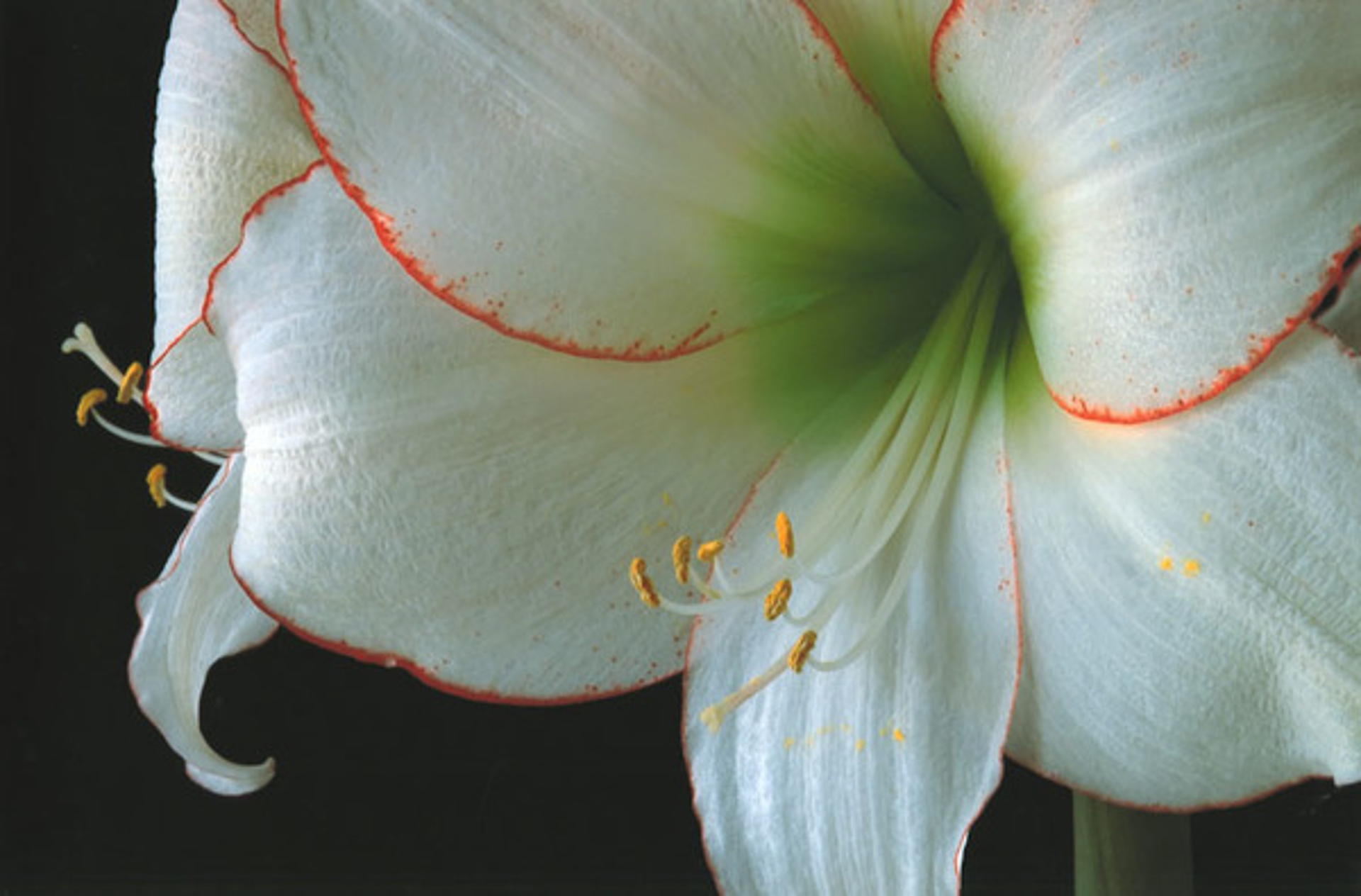 Amaryllis Picotee #1 by Murray Weiss