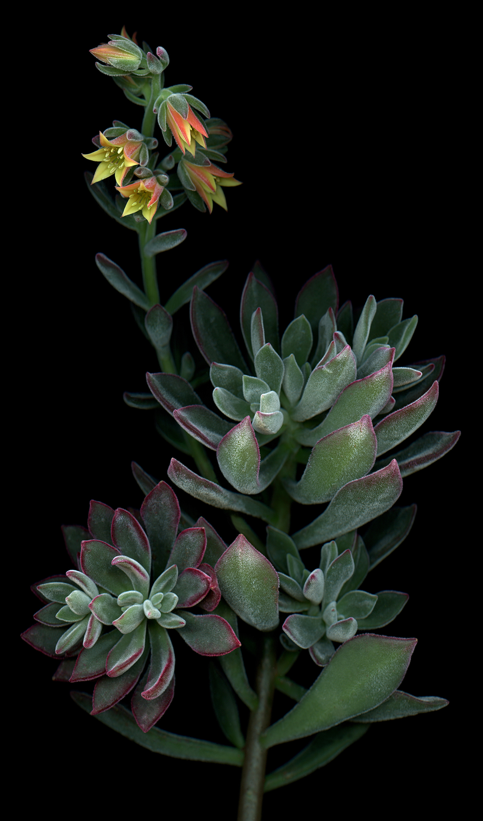 Red Velvet Echeveria 1/5 by Laurie Tennent
