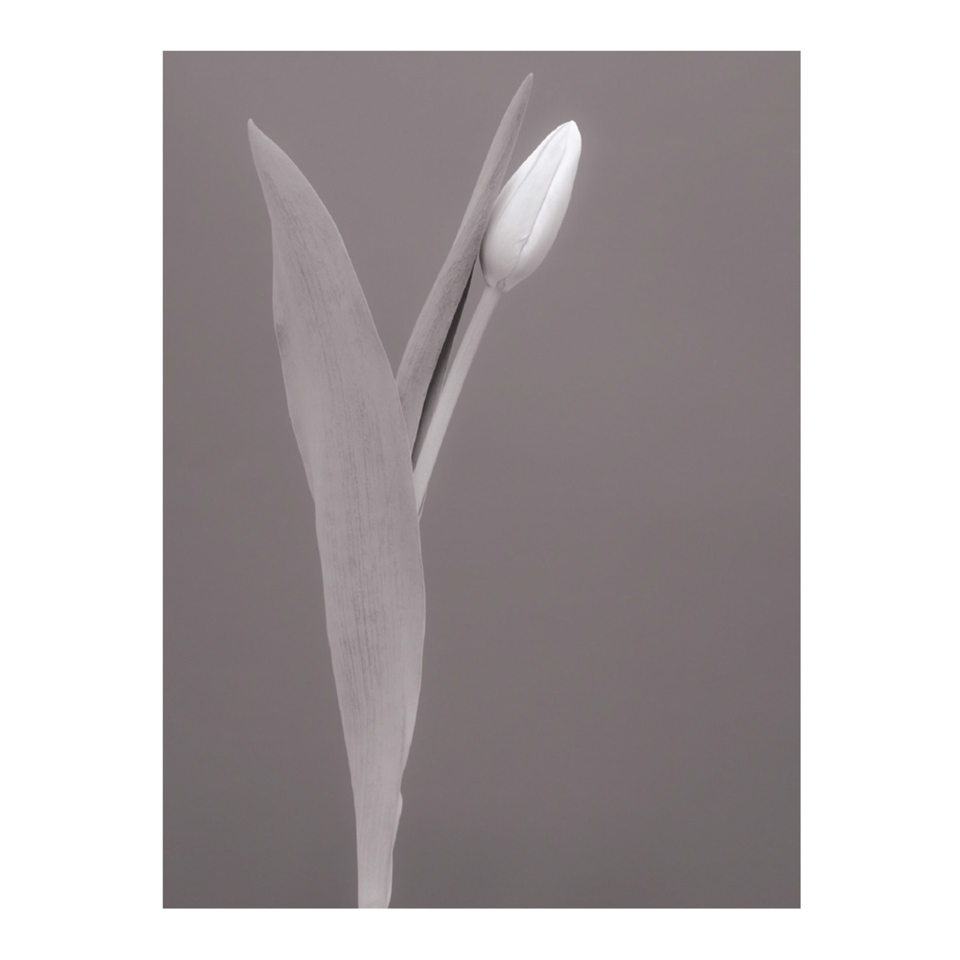 Flowers #14 [Sepia Series] by Gabriella Imperatori-Penn