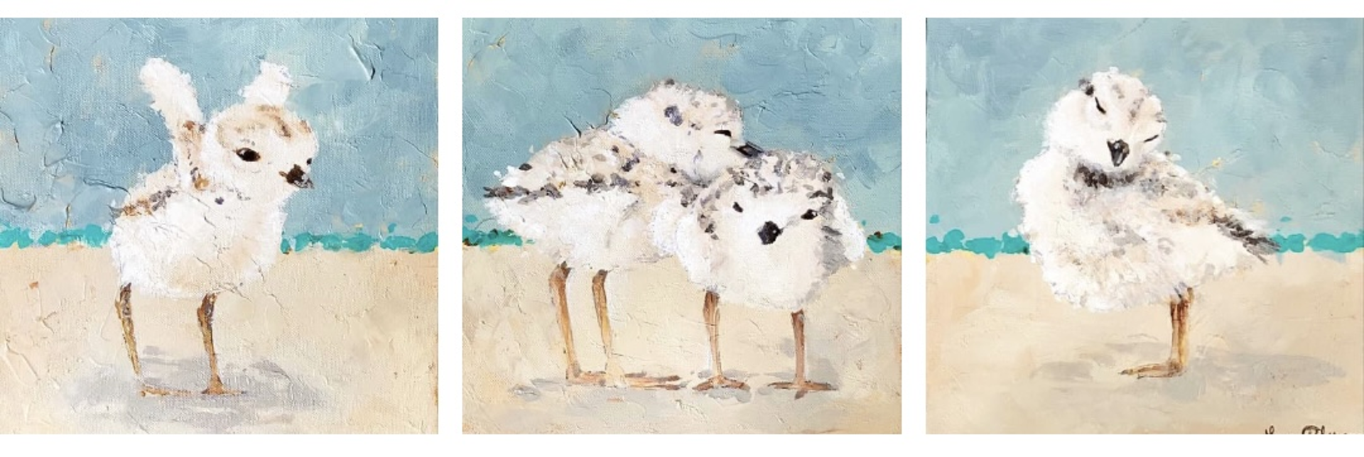 Piping Plover on Teal; 1 of 3 by Laura Palermo - Giclee Prints