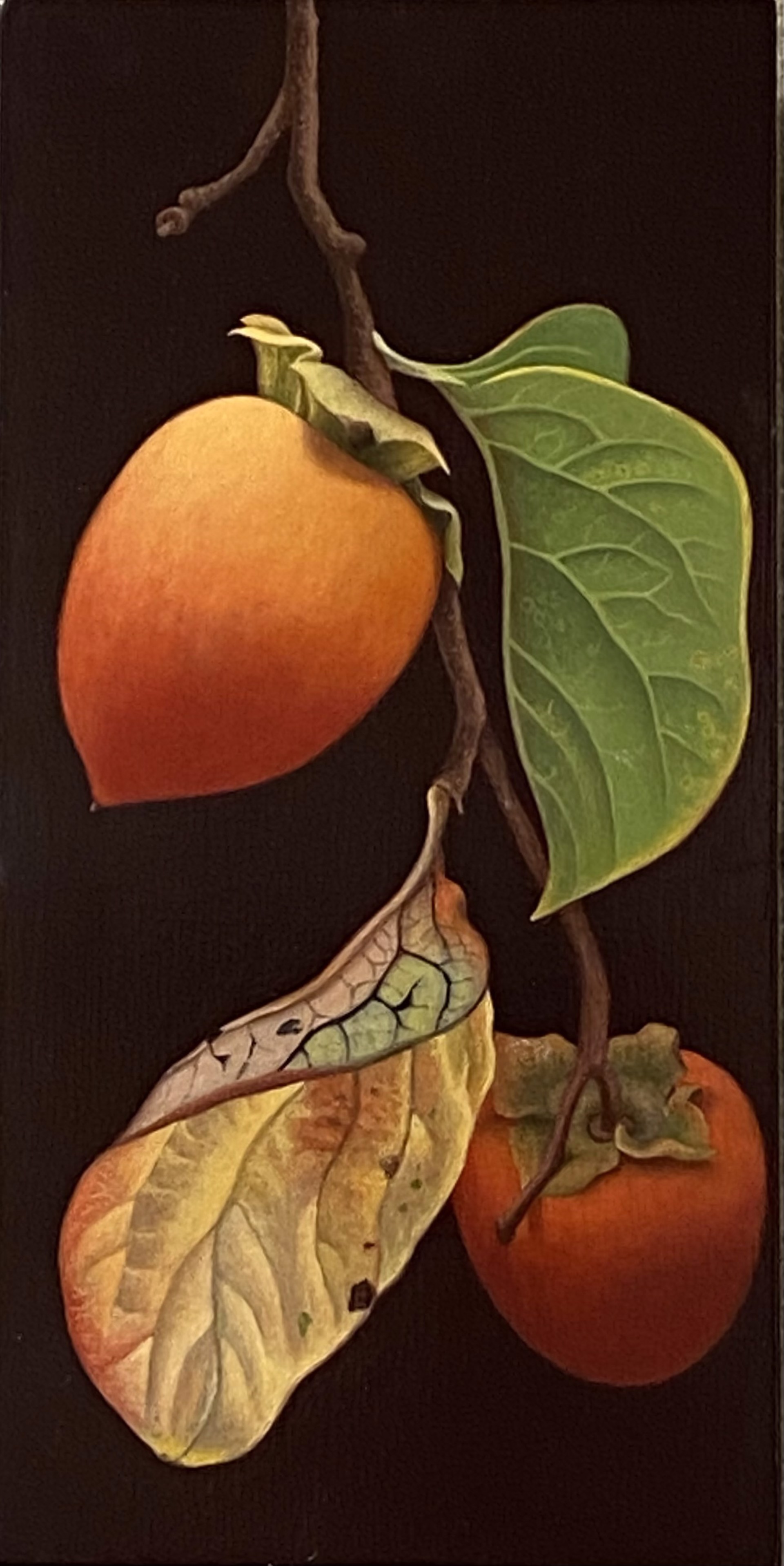 Two Persimmons by Andrea Johnson