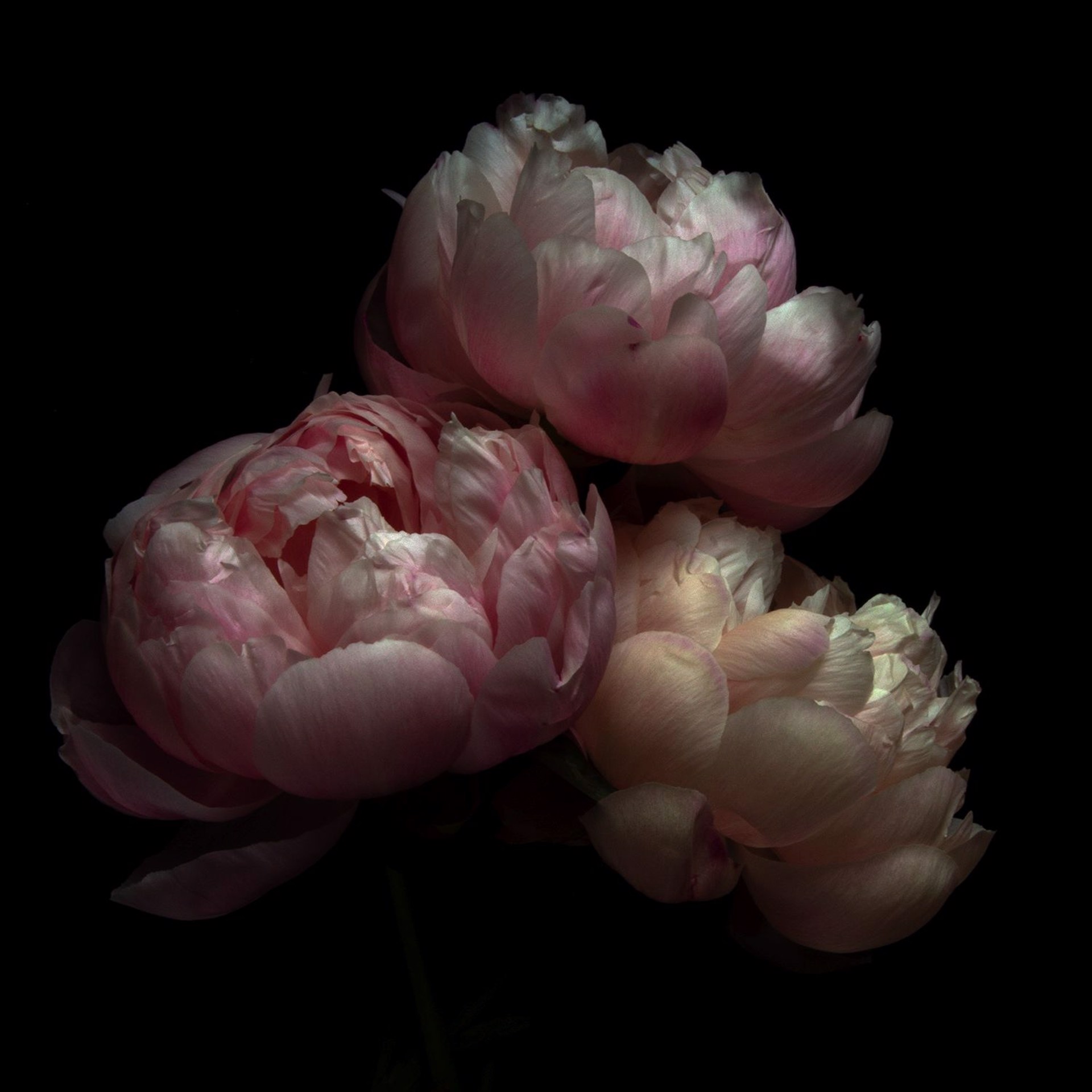 Peonies, 0007 by Molly Wood