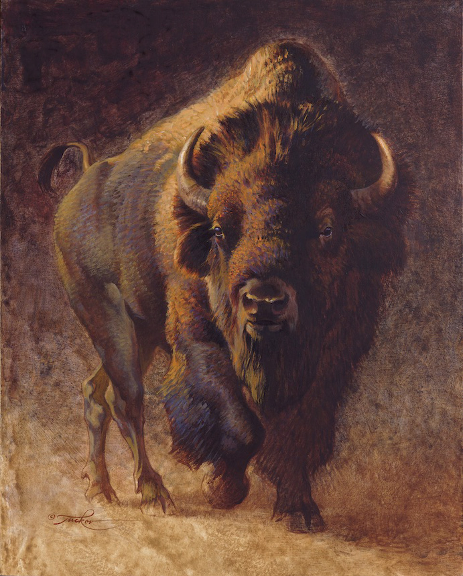 Bison Bull by Ezra Tucker