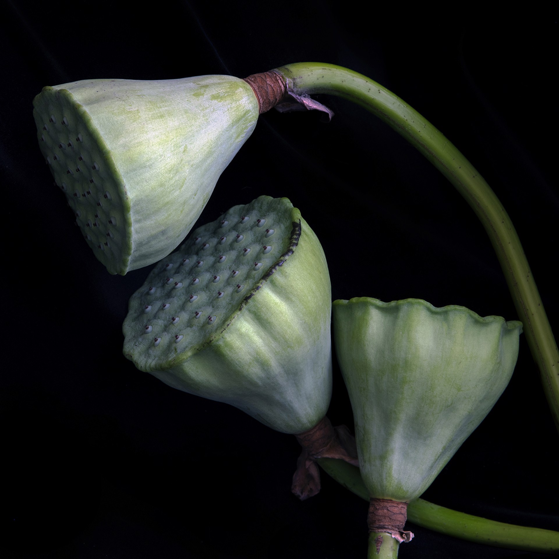 American lotus (Nelumbo lutea) 9927 by Molly Wood