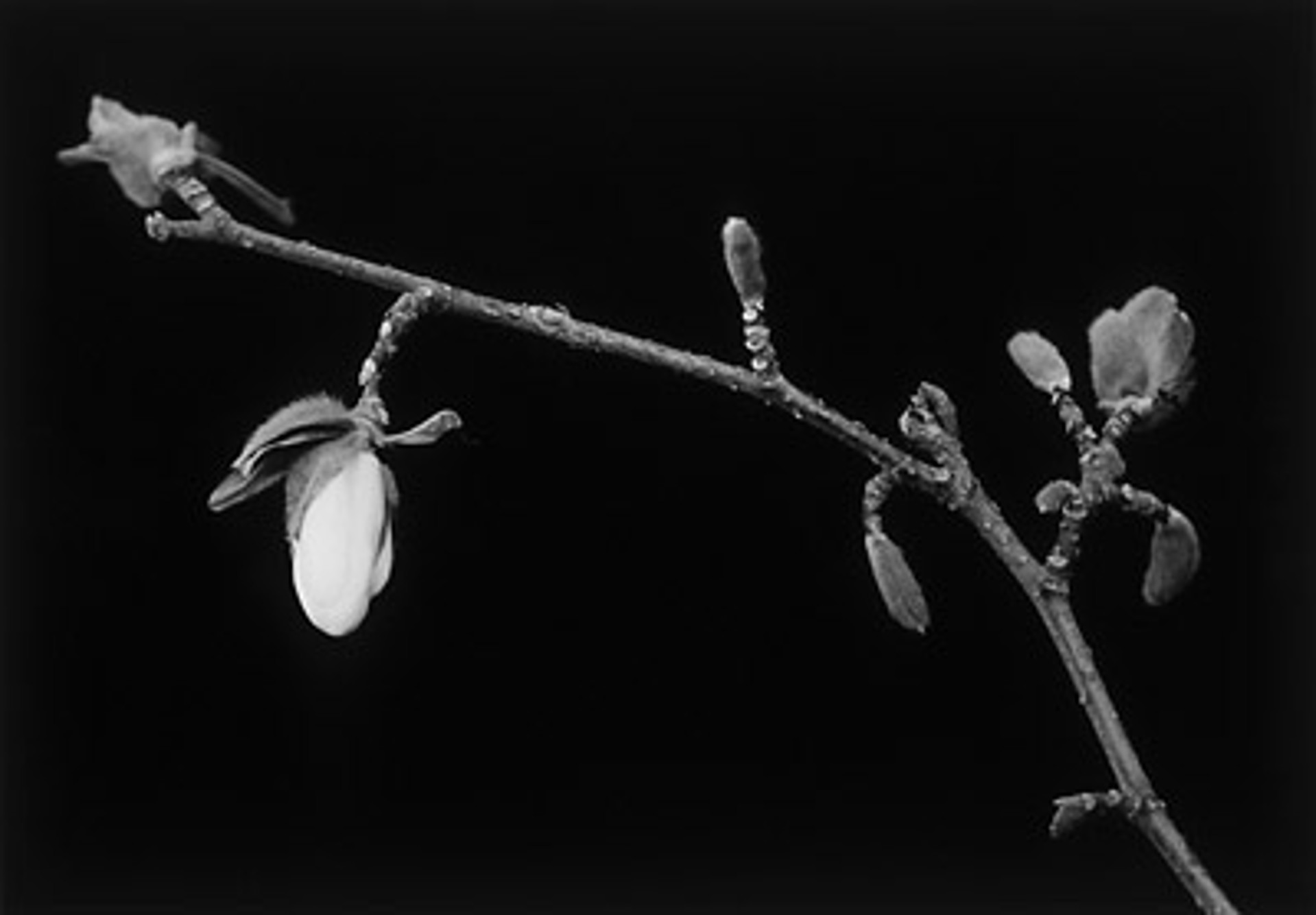 Magnolia Bud on Branch by MaryAnn Bushweller