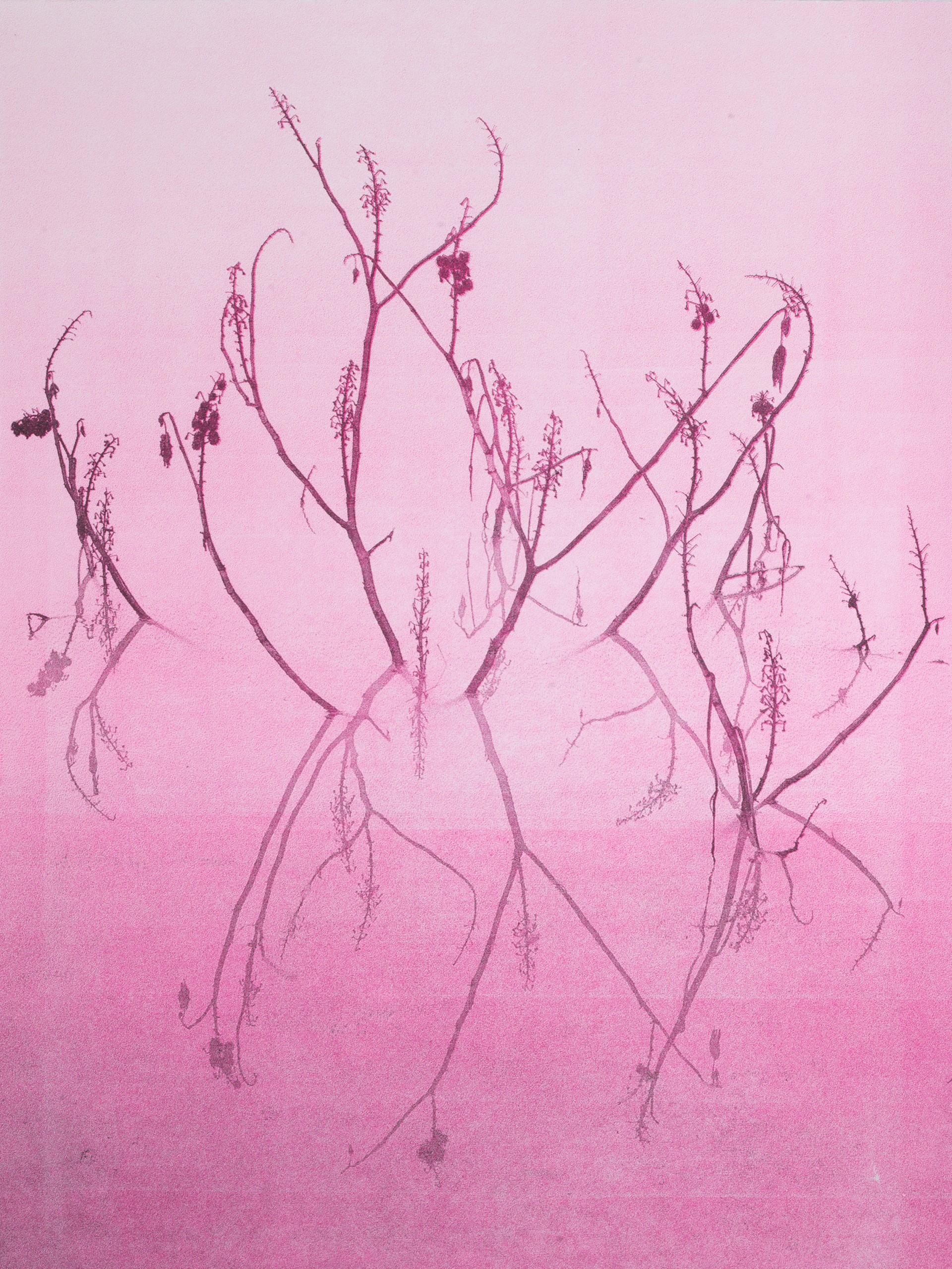 Branches B001 (Magenta) by Ricardo Angeles