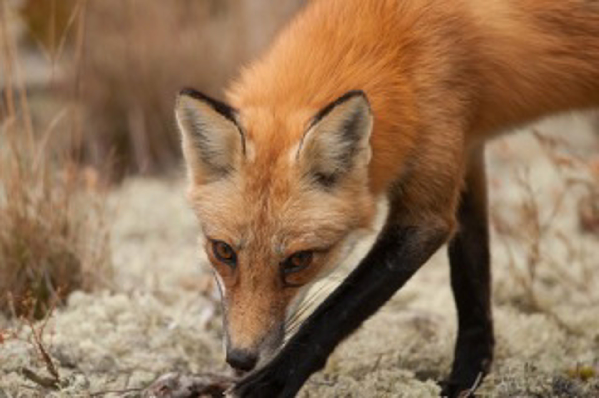 Coy Fox: Beech Forest by Susumu Kishihara
