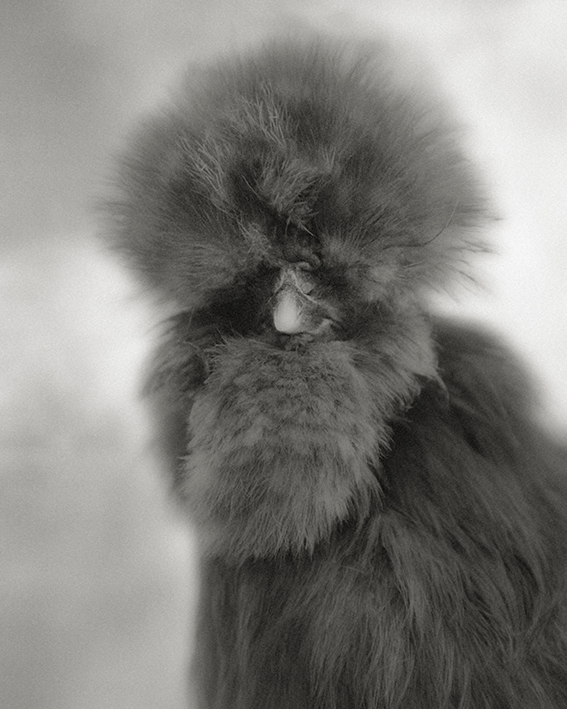 Bearded Blue Silkie (edition of 9) by Beth Moon