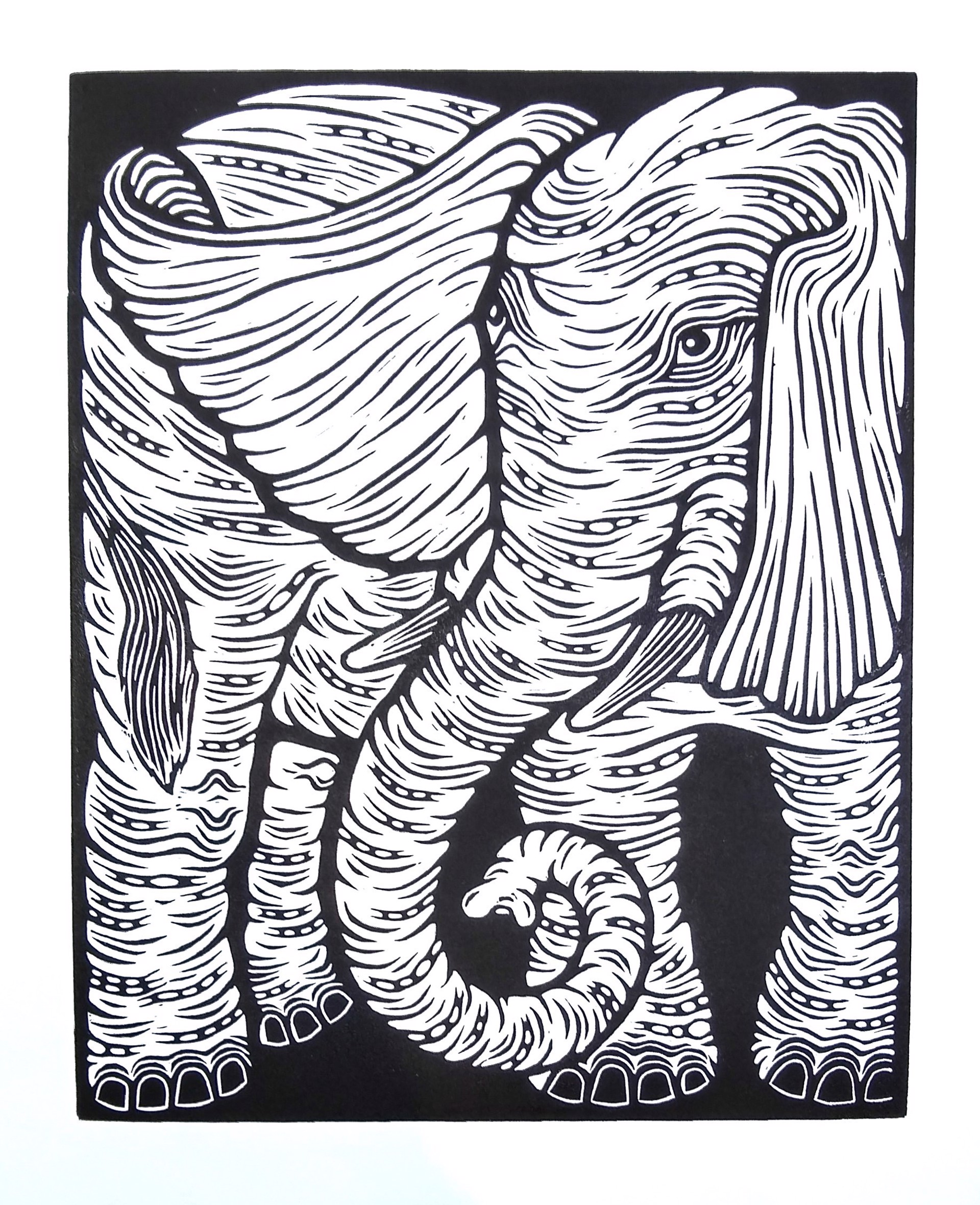 Elephas Maximas by Thomas Rude
