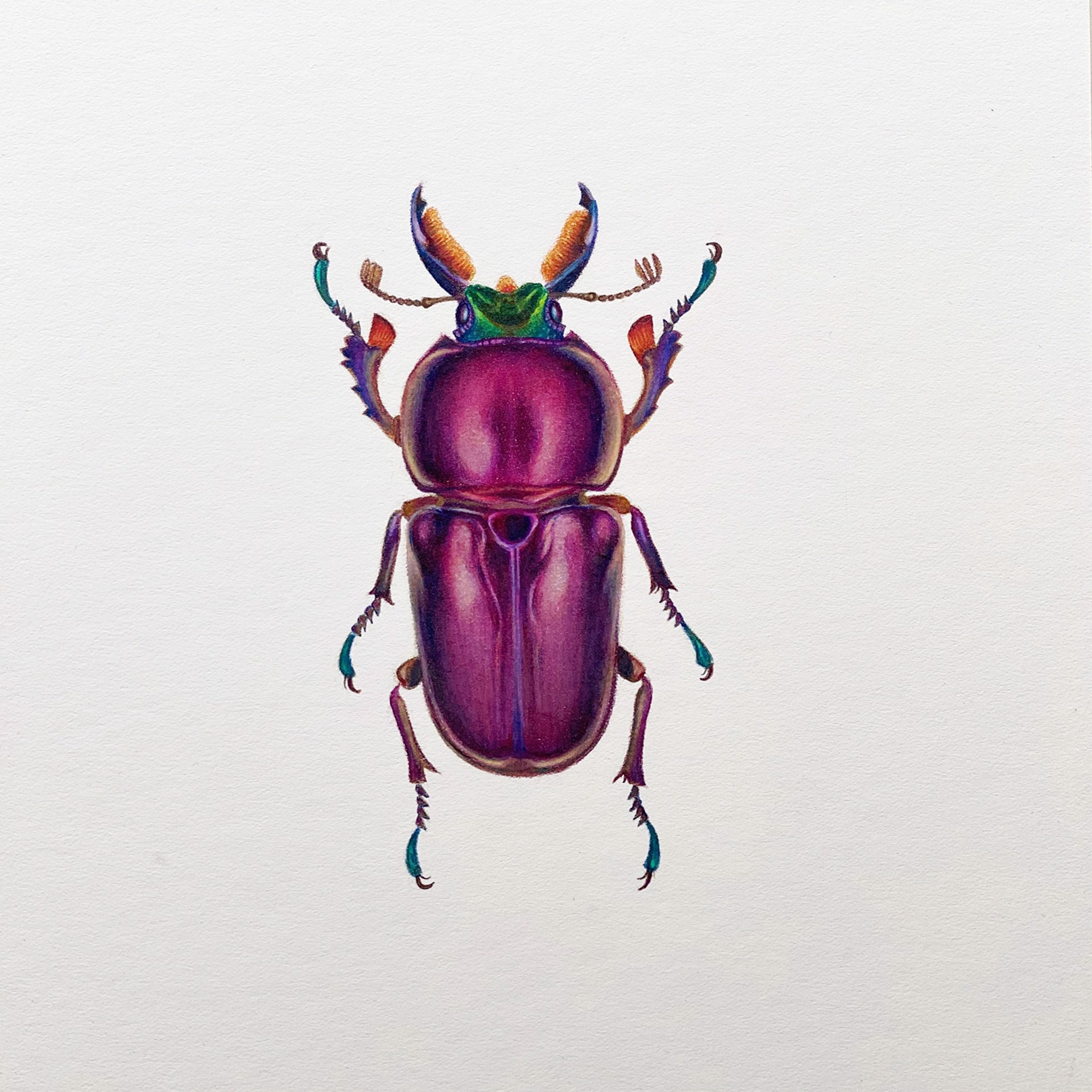 Coleoptera Chroma #2 by Hannah Hanlon