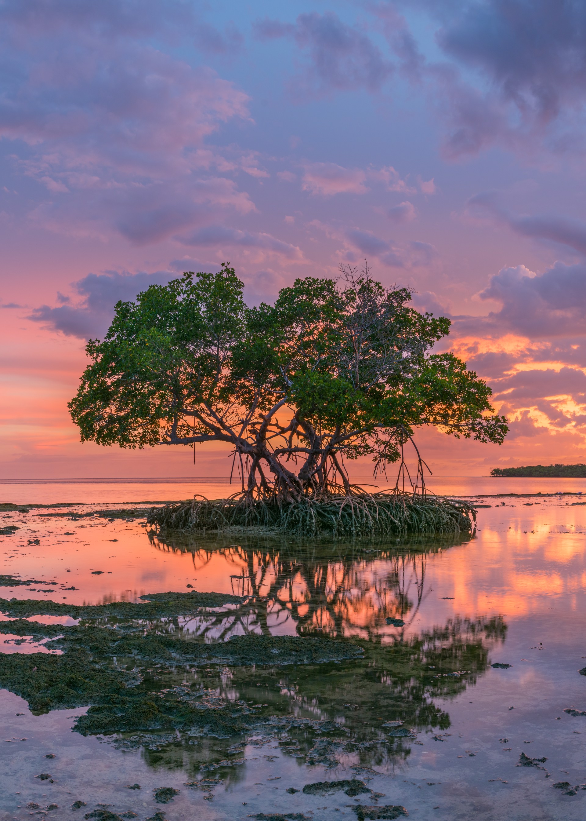 Mangrove Sunset by Carlton Ward Photography