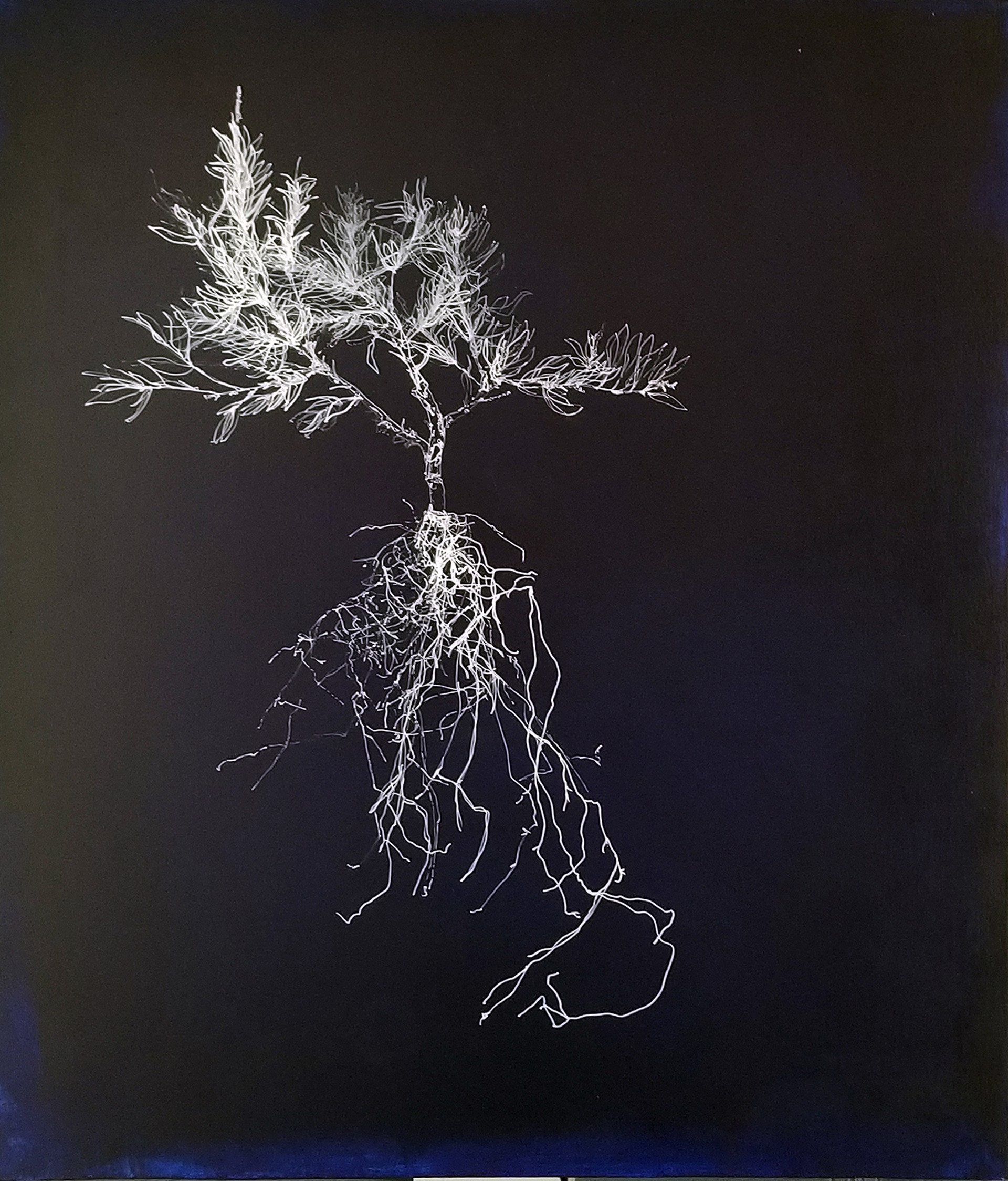 1195 parts of a plant with roots by John Adelman