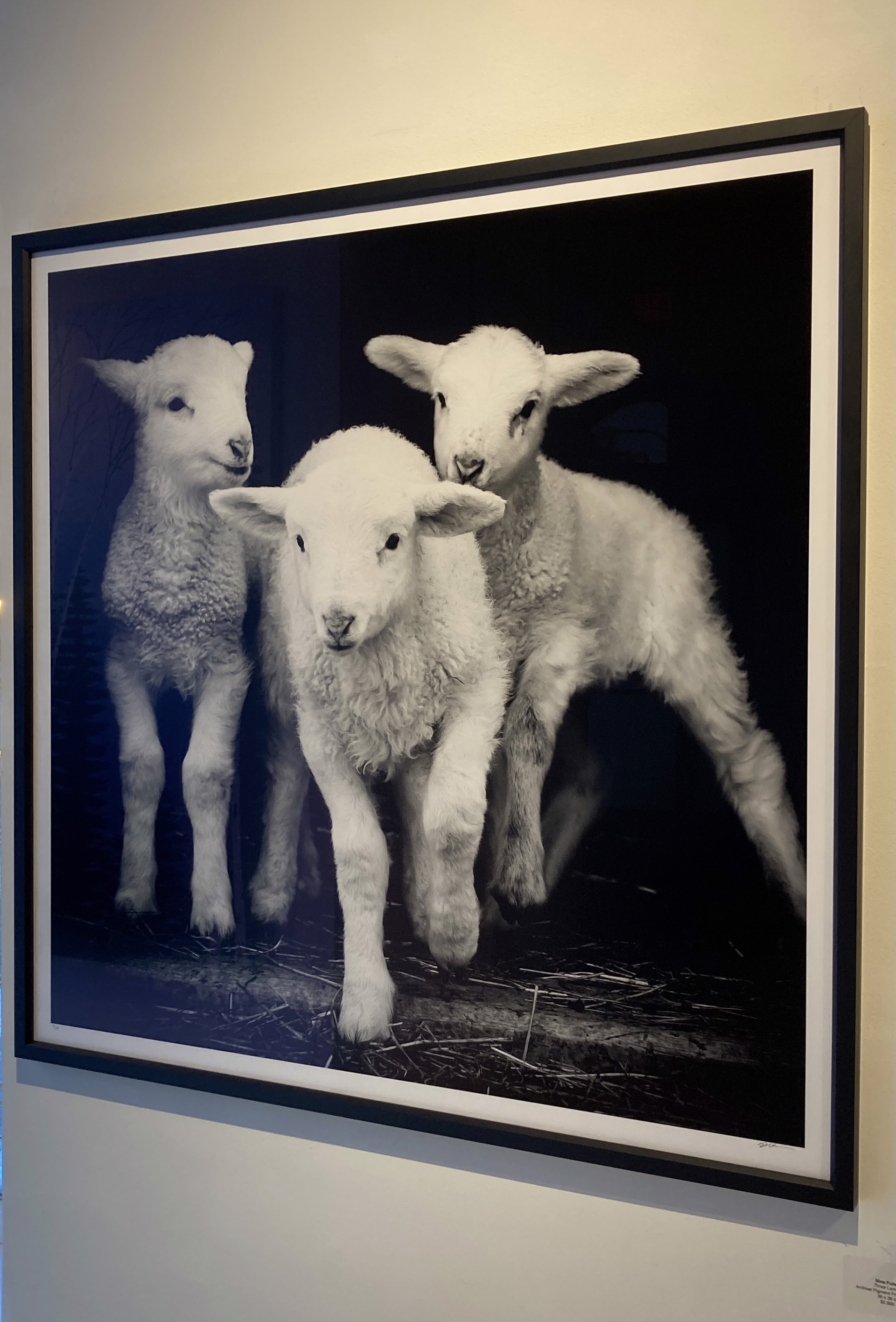 Three Lambs by Nina Fuller