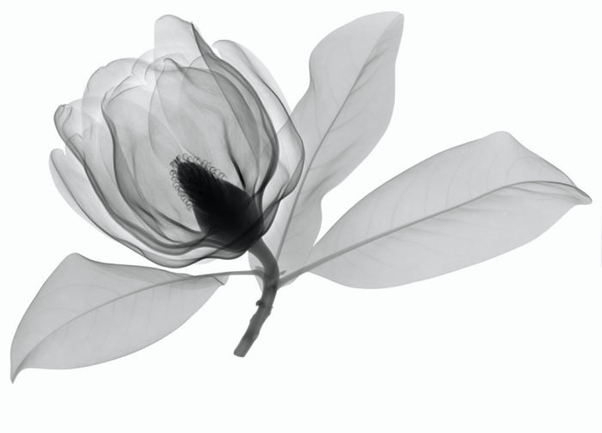 Southern Magnolia 2 by Don Dudenbostel