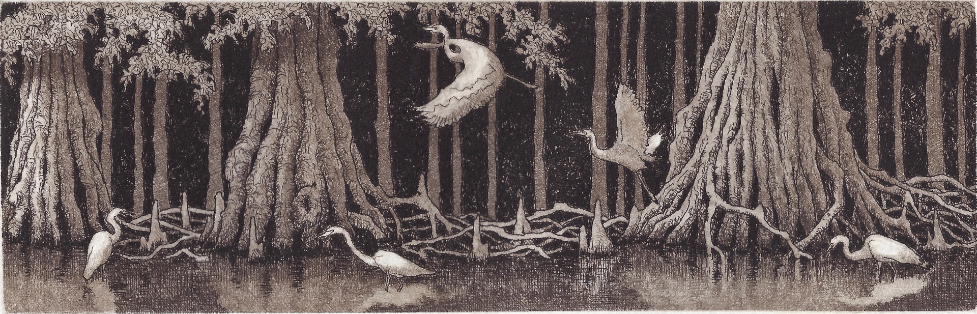 Egrets and Cypress by David Hunter