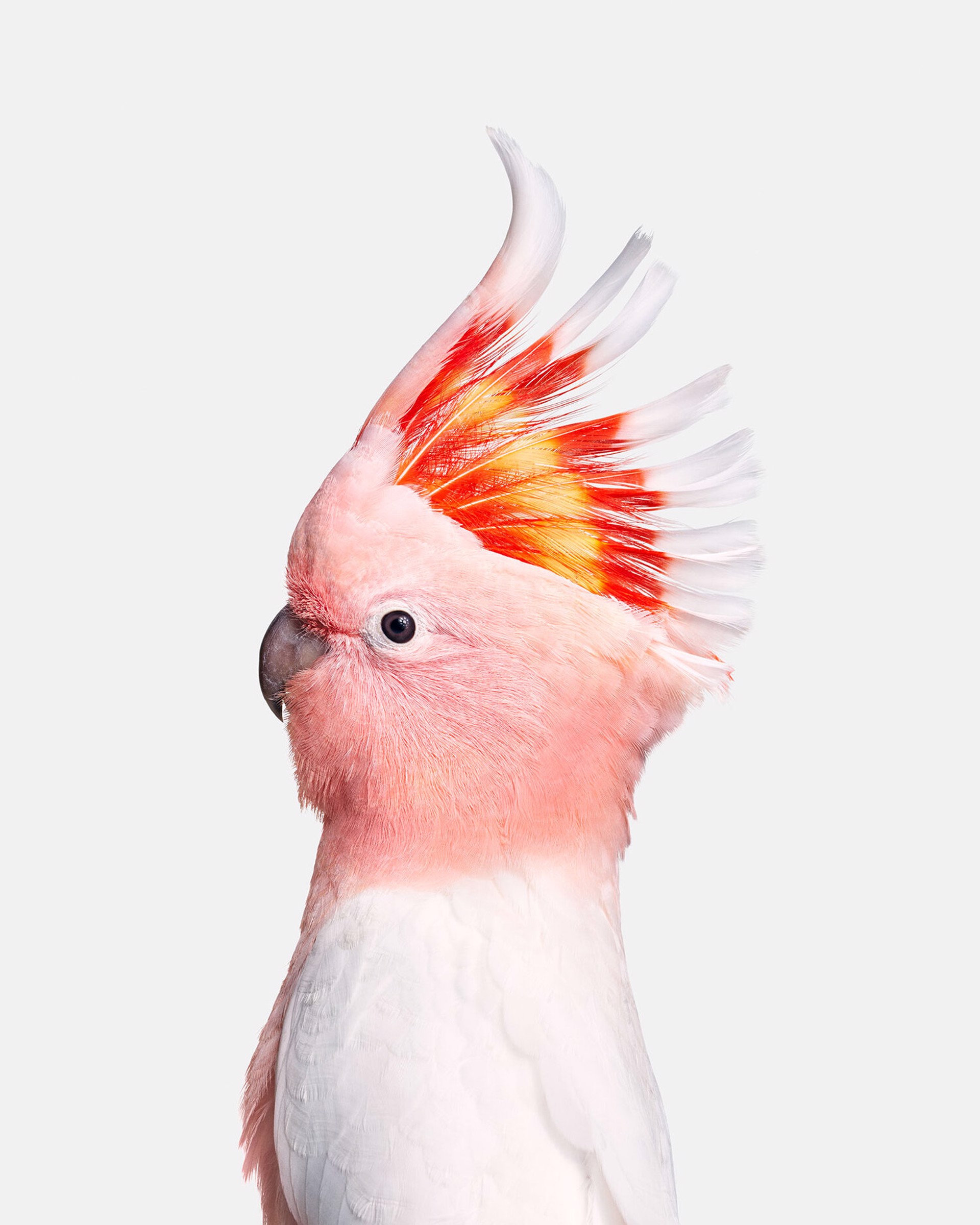 Pink Cockatoo by Randal Ford