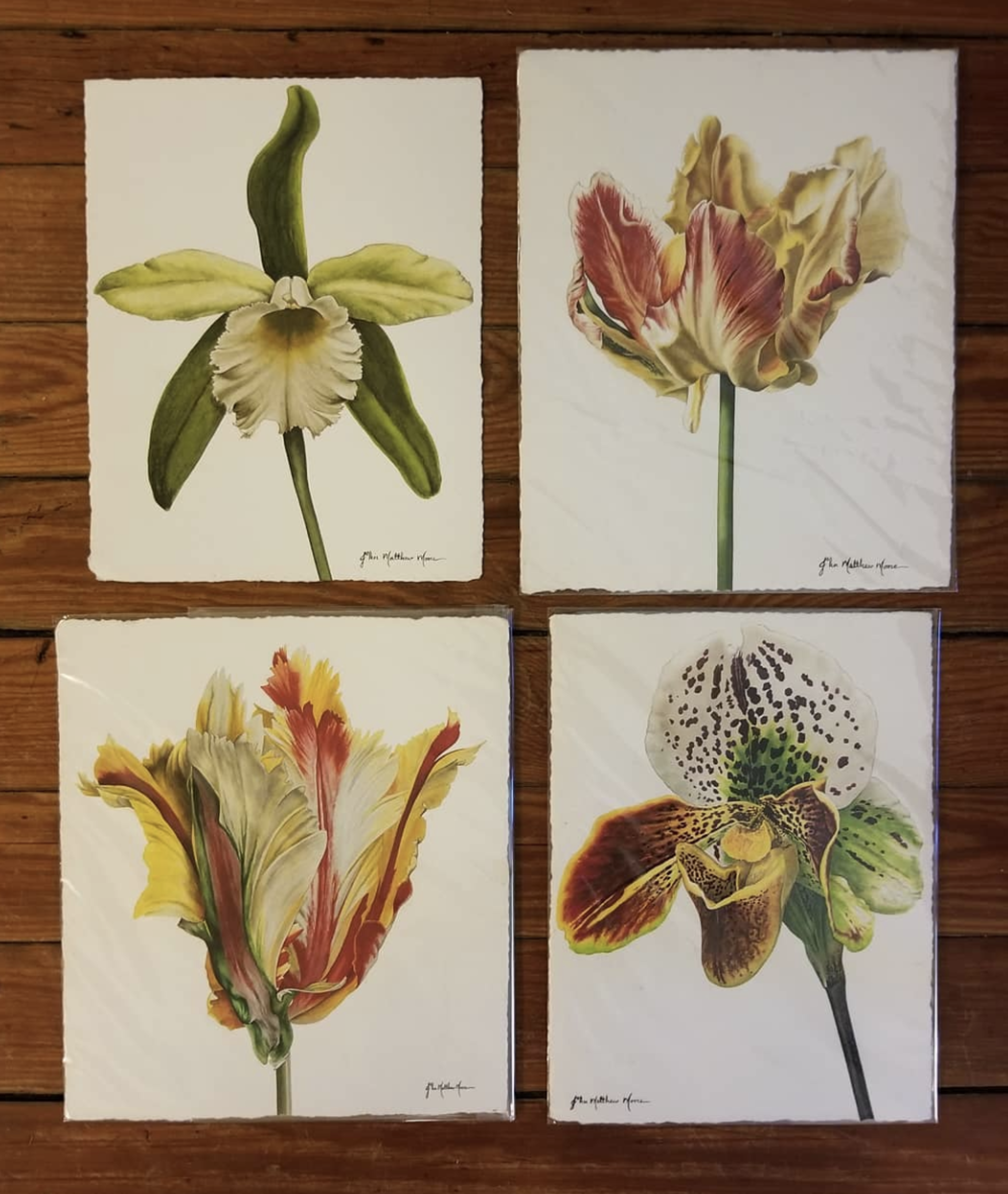 Botanicals by John Matthew Moore