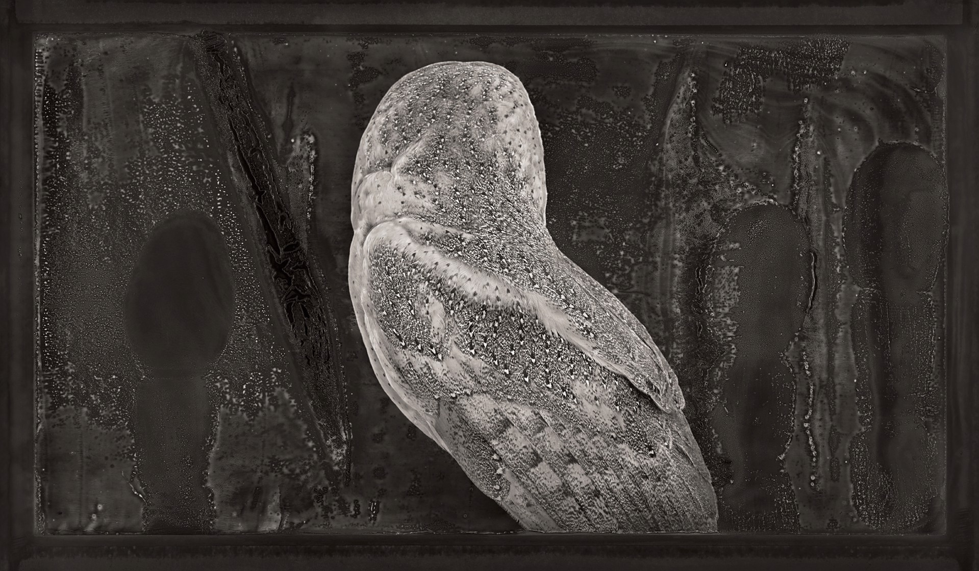 Artifact XIX, Barn Owl by Brad Wilson