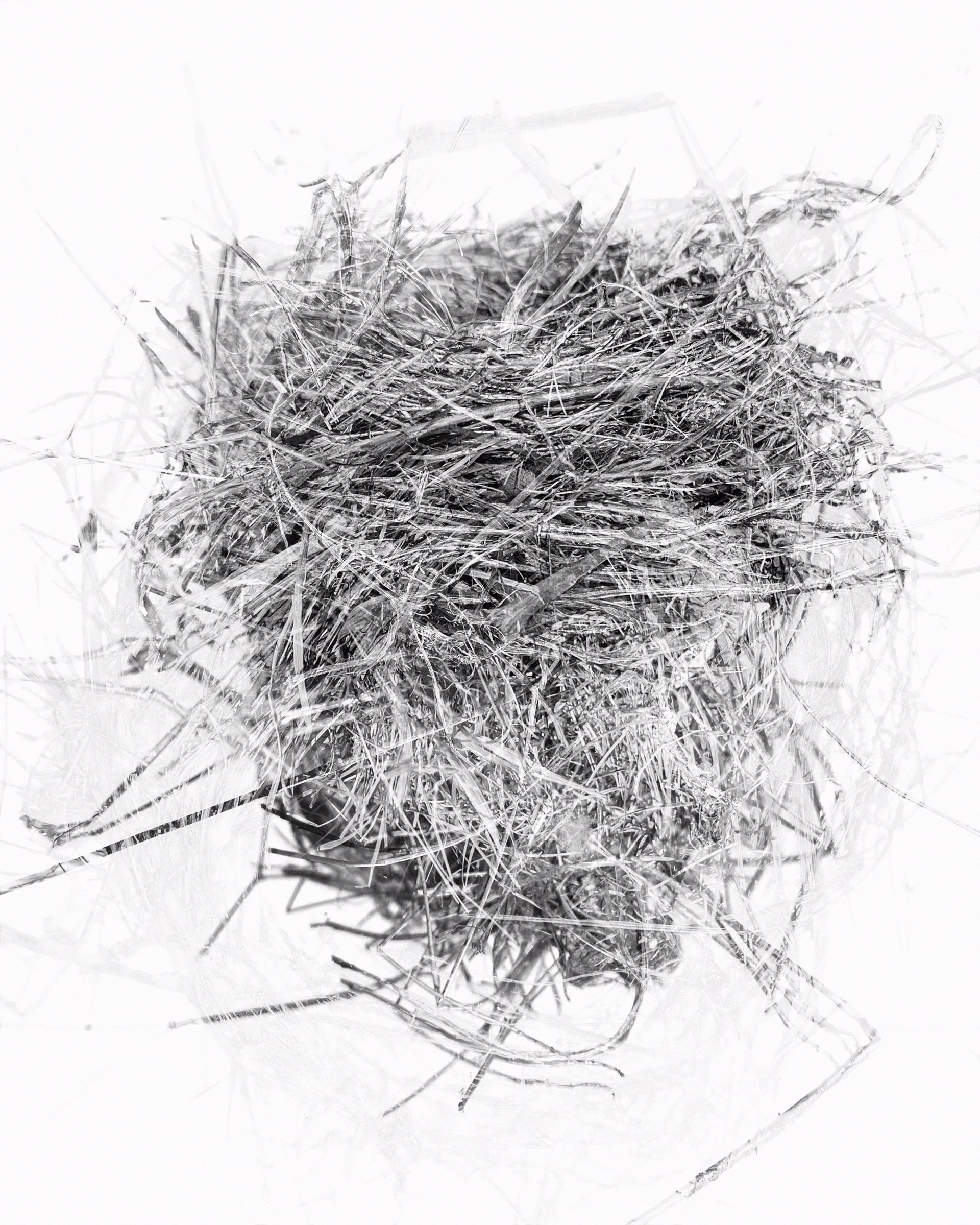 Holding: nest found north of Epworth, IA by Rachel Deutmeyer