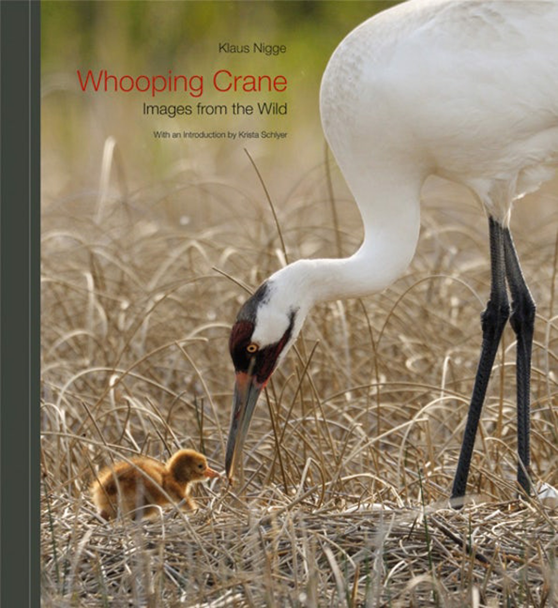 Whooping Crane | Images from the Wild by Publications