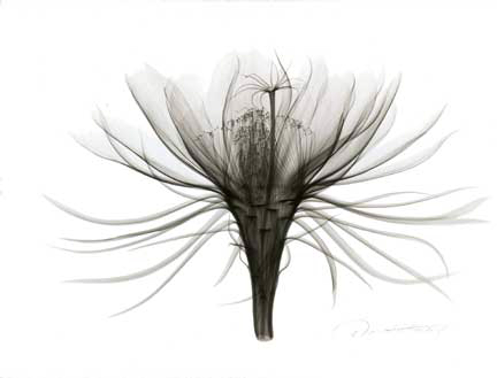 Night Blooming Cereus by Don Dudenbostel