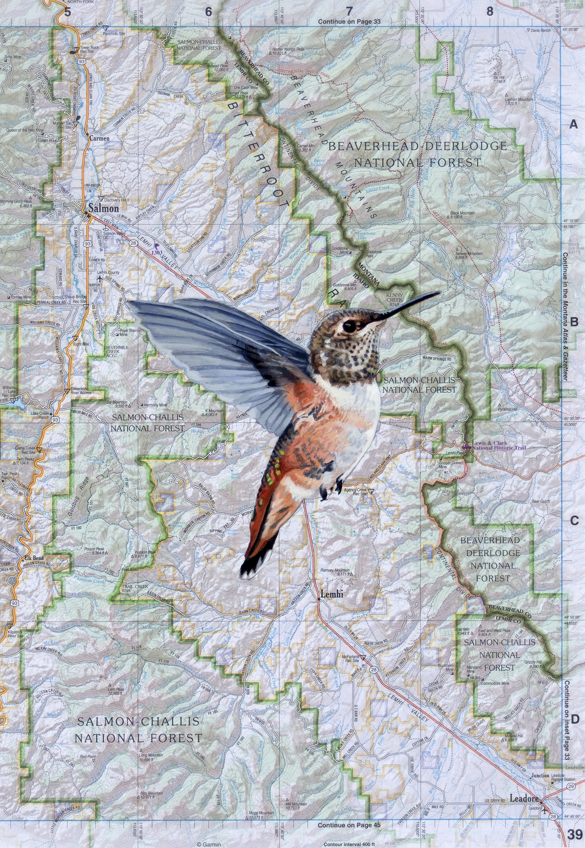 Hummingbird Over Salmon Challis by Diane Andrews Hall