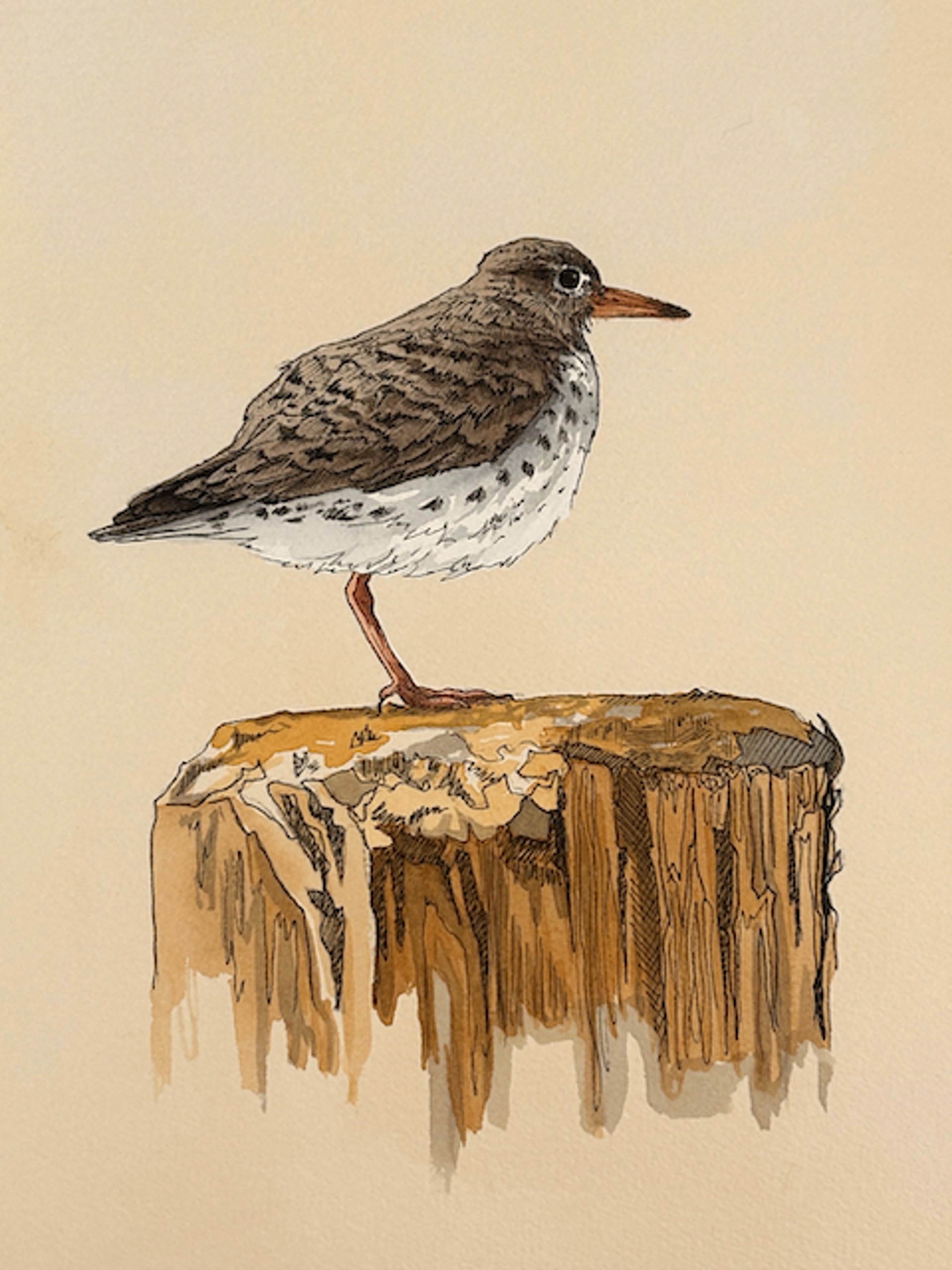 Spotted Sandpiper by HEATHER MILLAR
