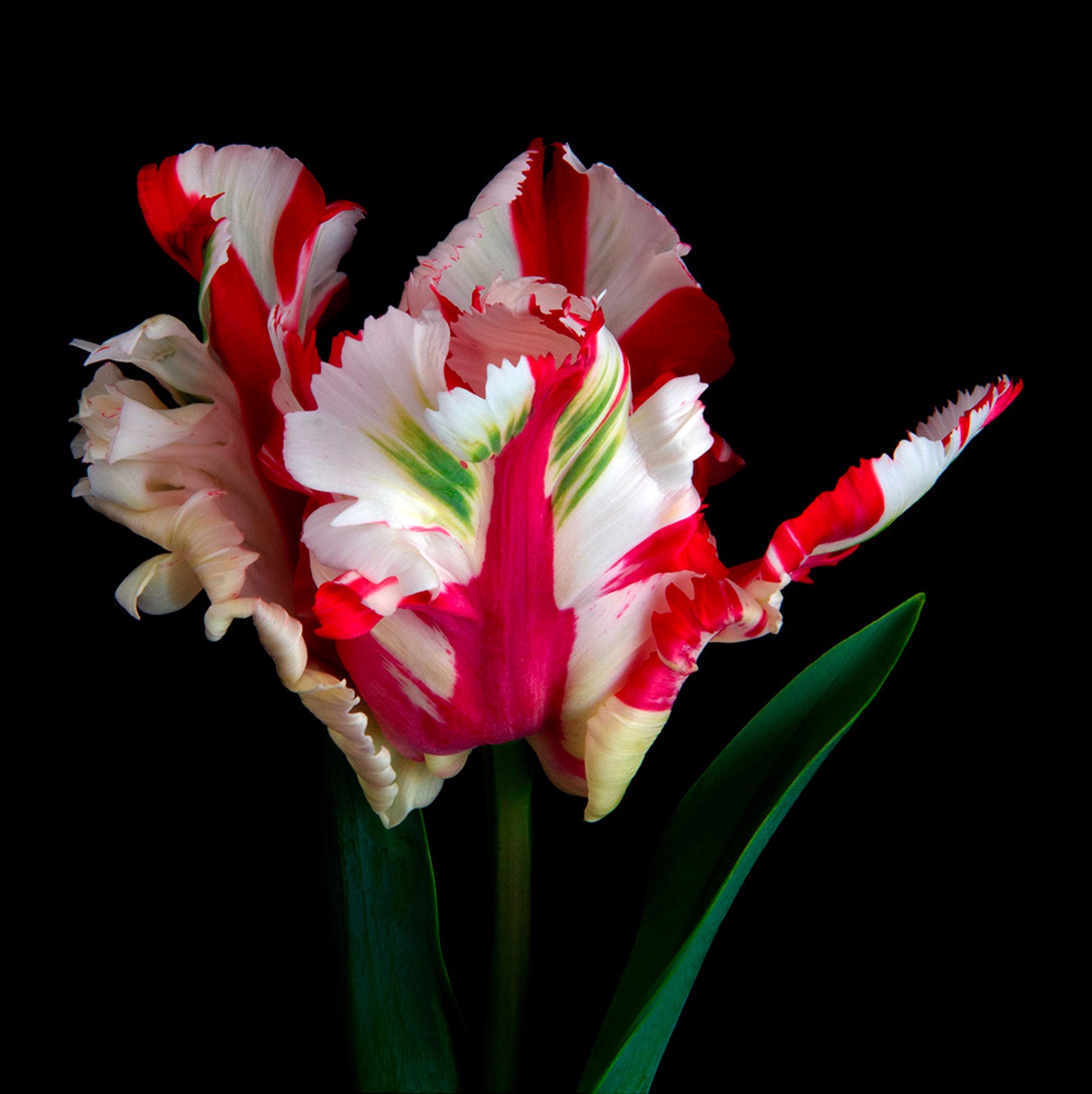 Estella Rjinveld Tulip, 2618 by Molly Wood