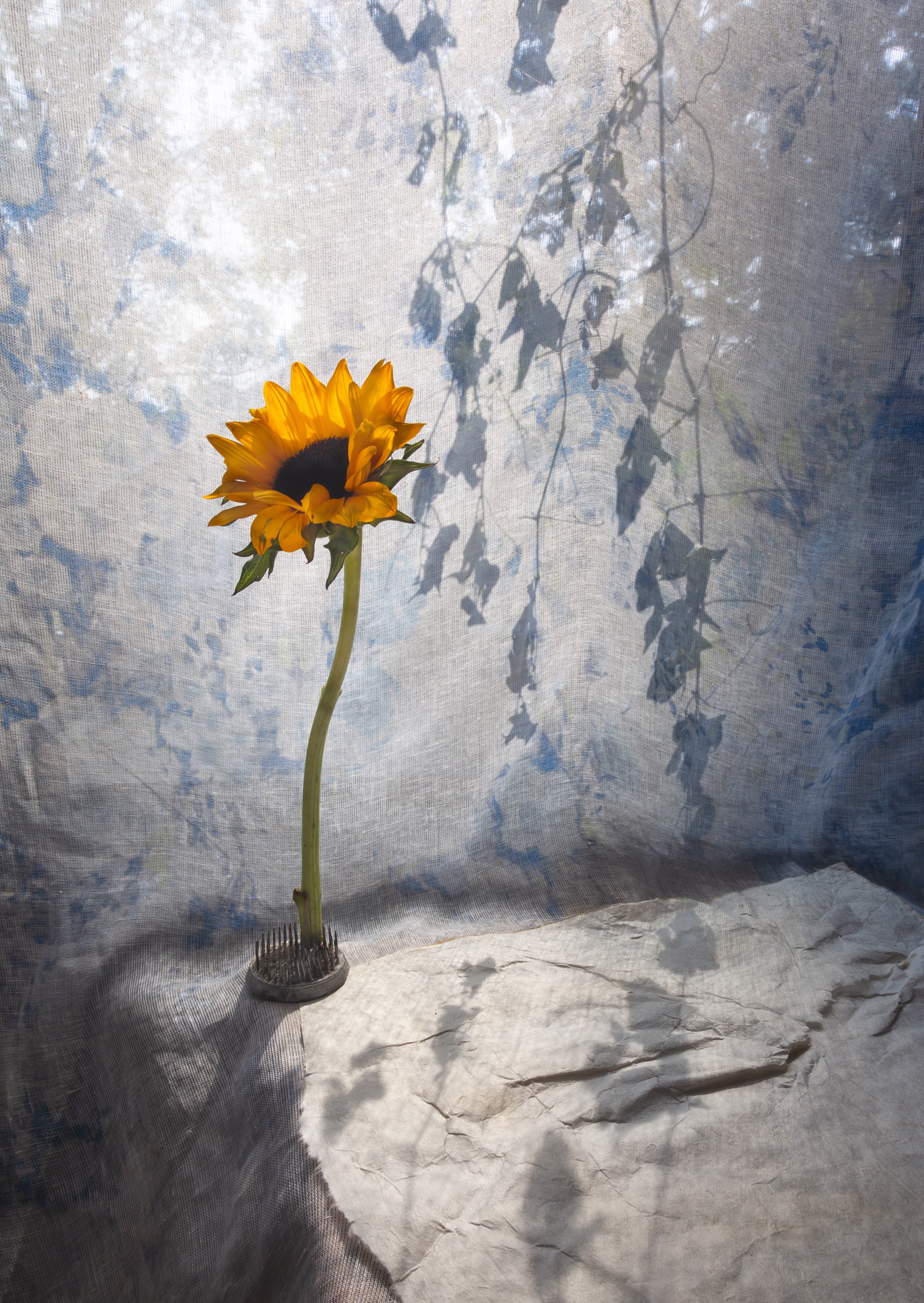 Sunflower Two by PAM FOX