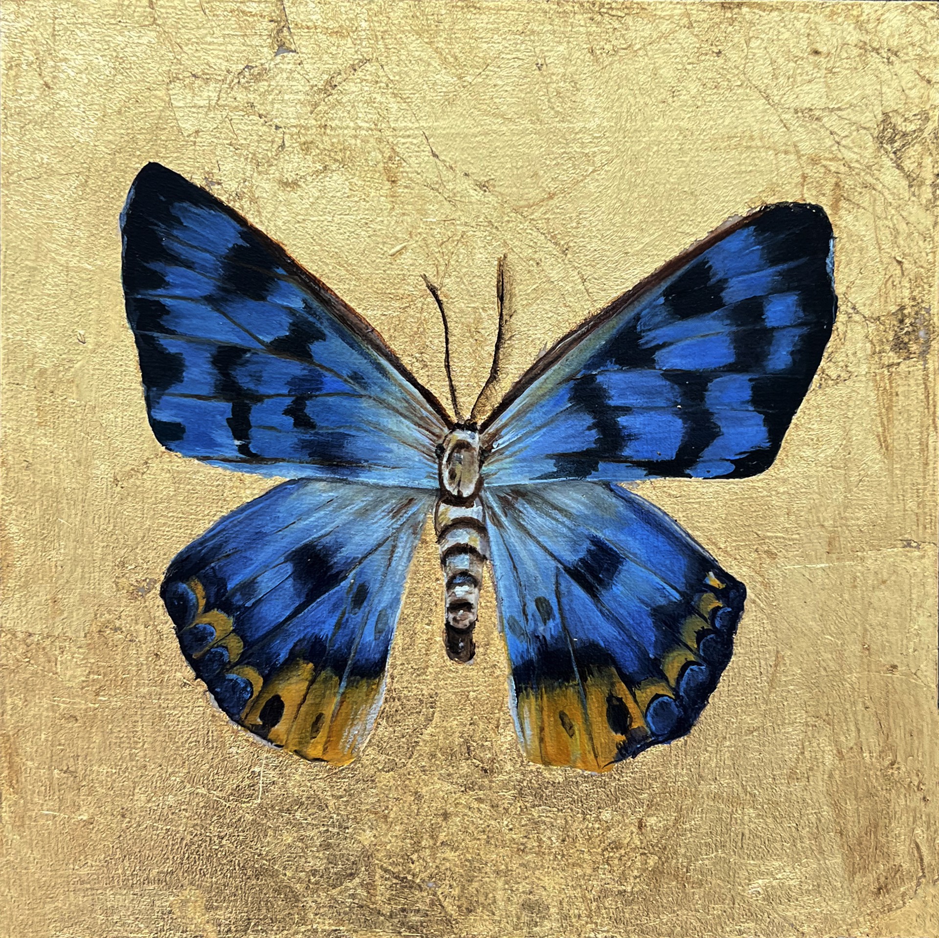 Butterfly by Megan Buccere