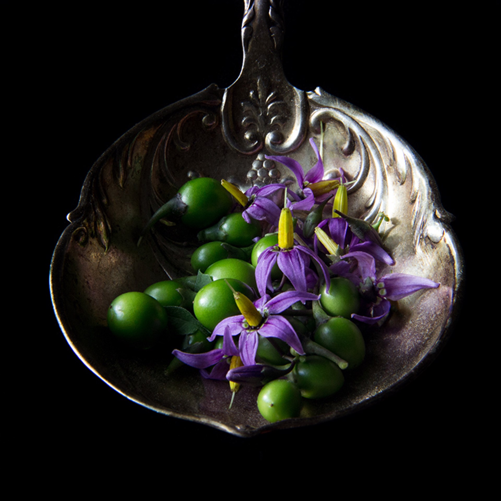 Nightshade with Spoon, 1367 by Molly Wood