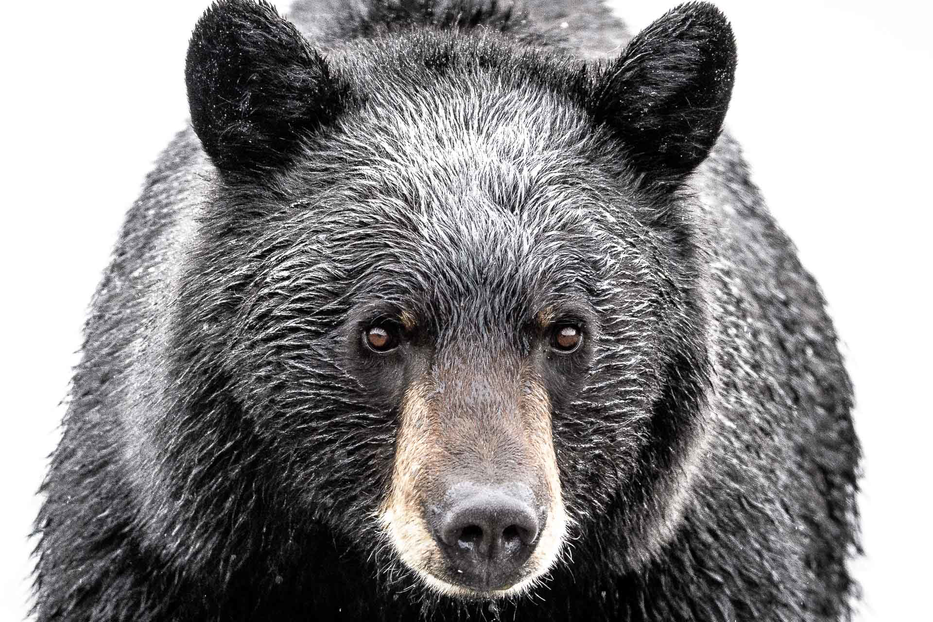 Rare High Detail Photograph Of Wet Furred Black Bear At Eye Level Printed On Metal, By Dwight Vasel, Framed And Available At Gallery Wild 