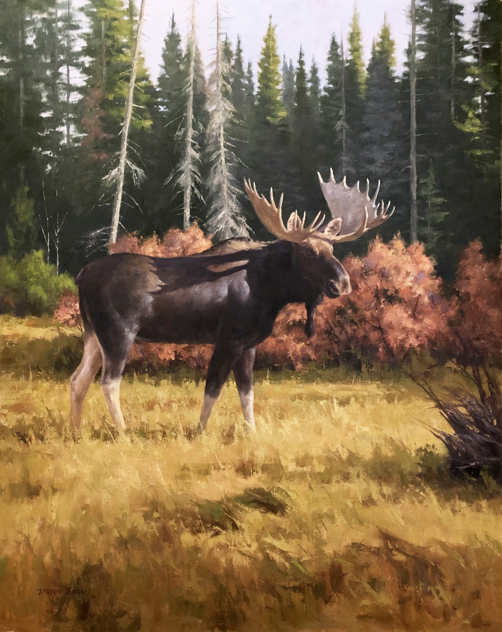 Moose Wilson Habitat by Dwayne Brech