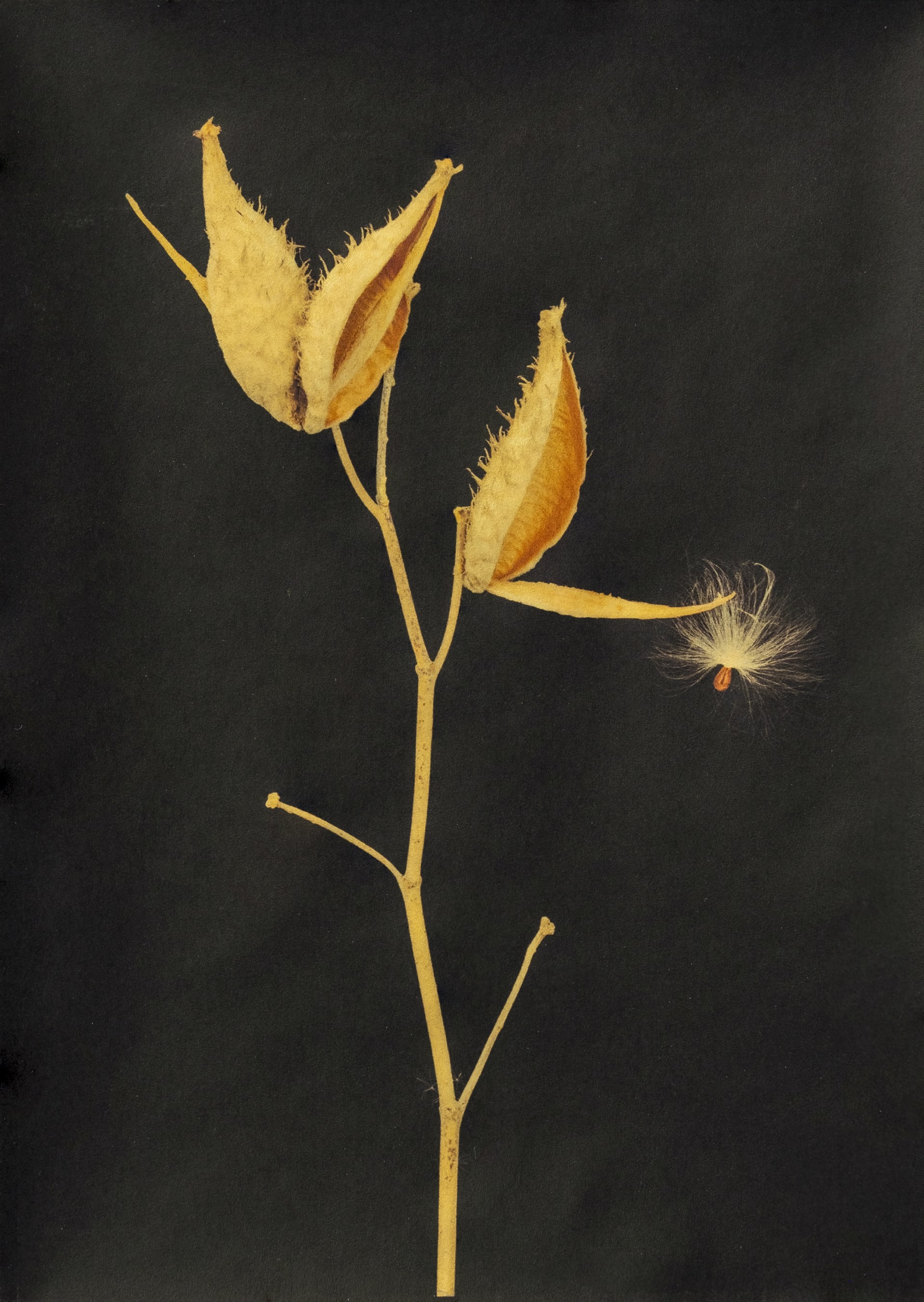Still Life: Milkweed #1 by Maureen Ruddy Burkhart