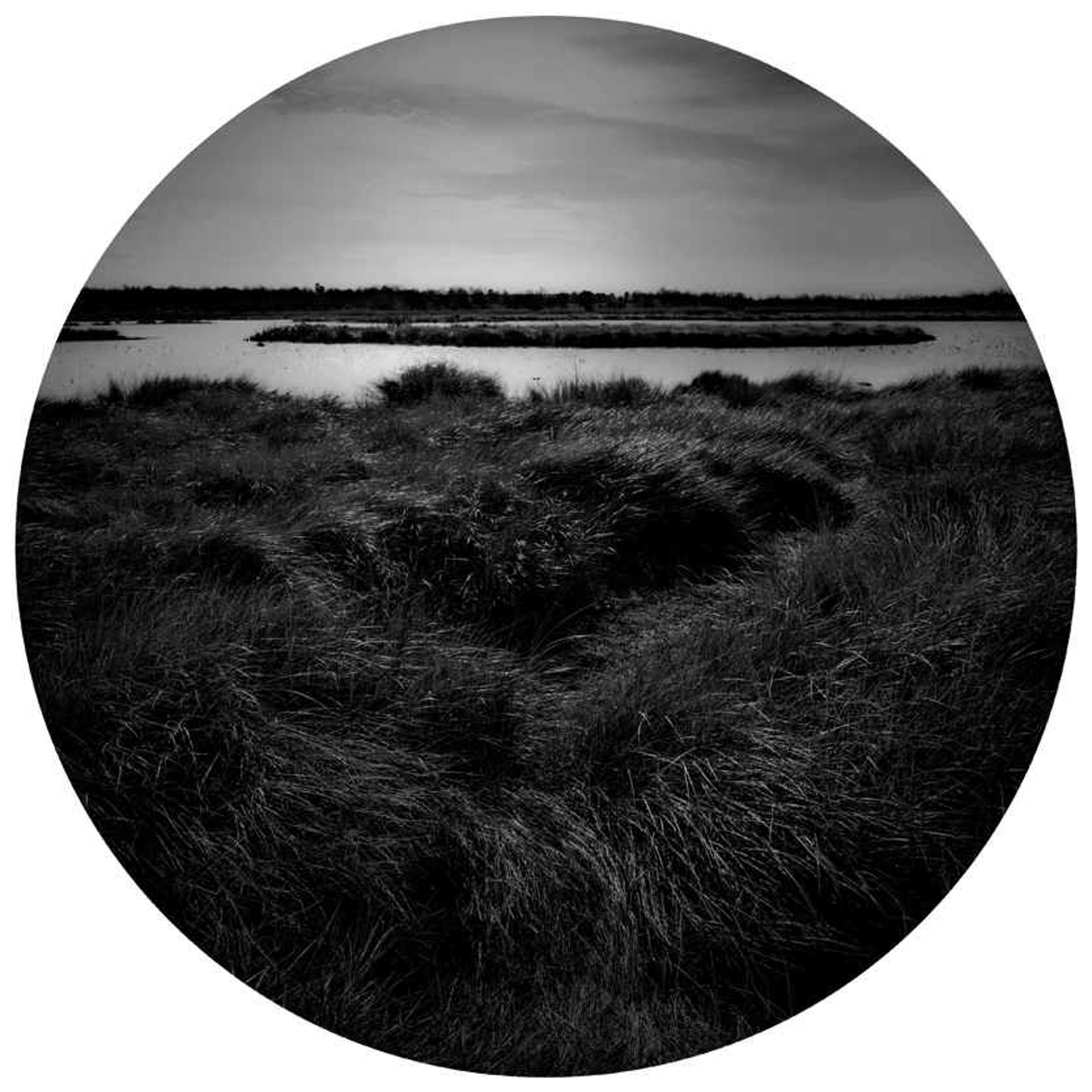 Saw Grass (Bayou Sauvage National Wildlife Refuge) by Wallace Merritt