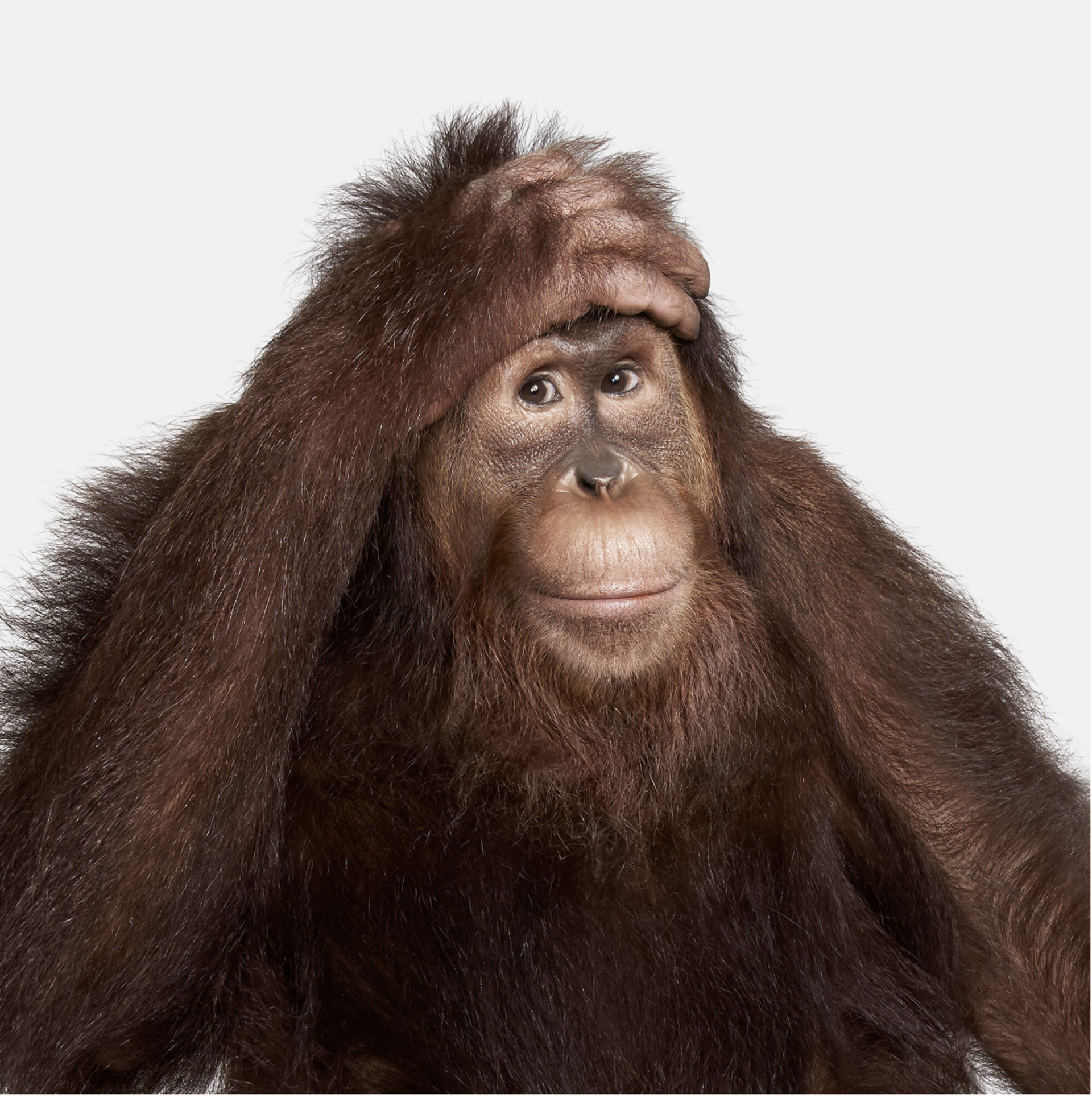 Orangutan No. 1 by Randal Ford