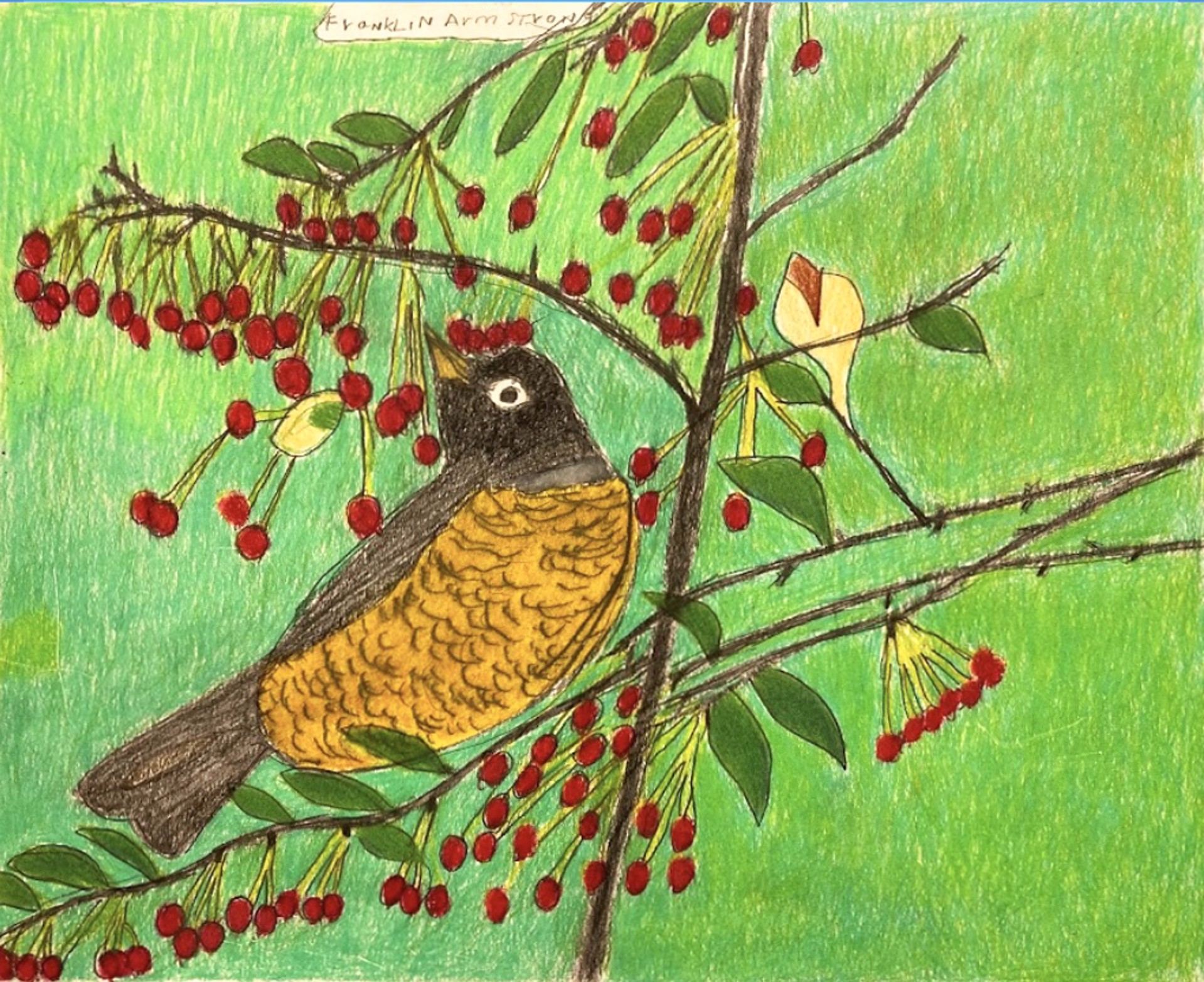 Franklin Armstrong (Project Onward) - Robin on a Berry Branch by Visiting Artist
