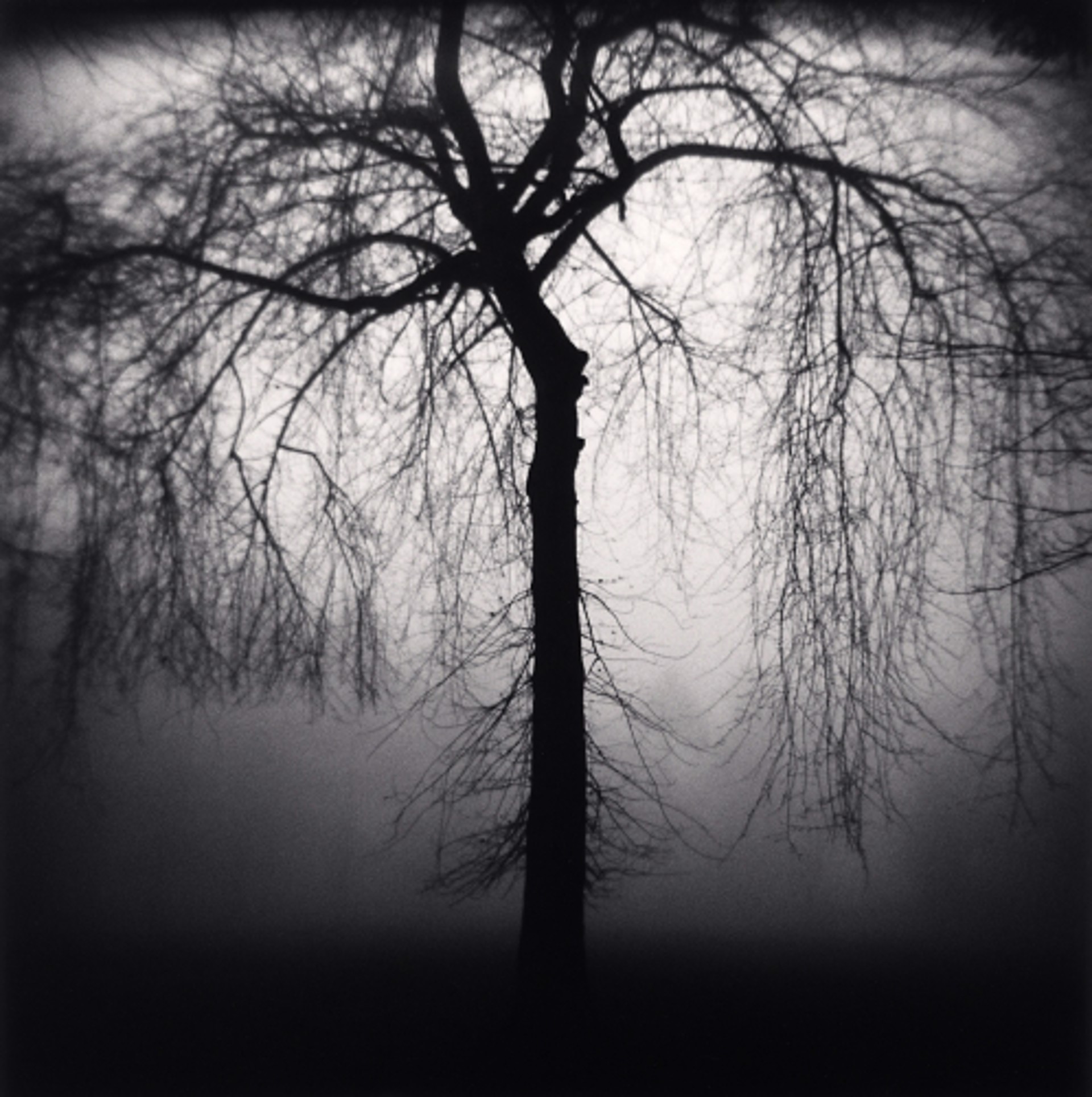 Wilshire Park Tree, Portland, Oregon (edition of 45) by Michael Kenna