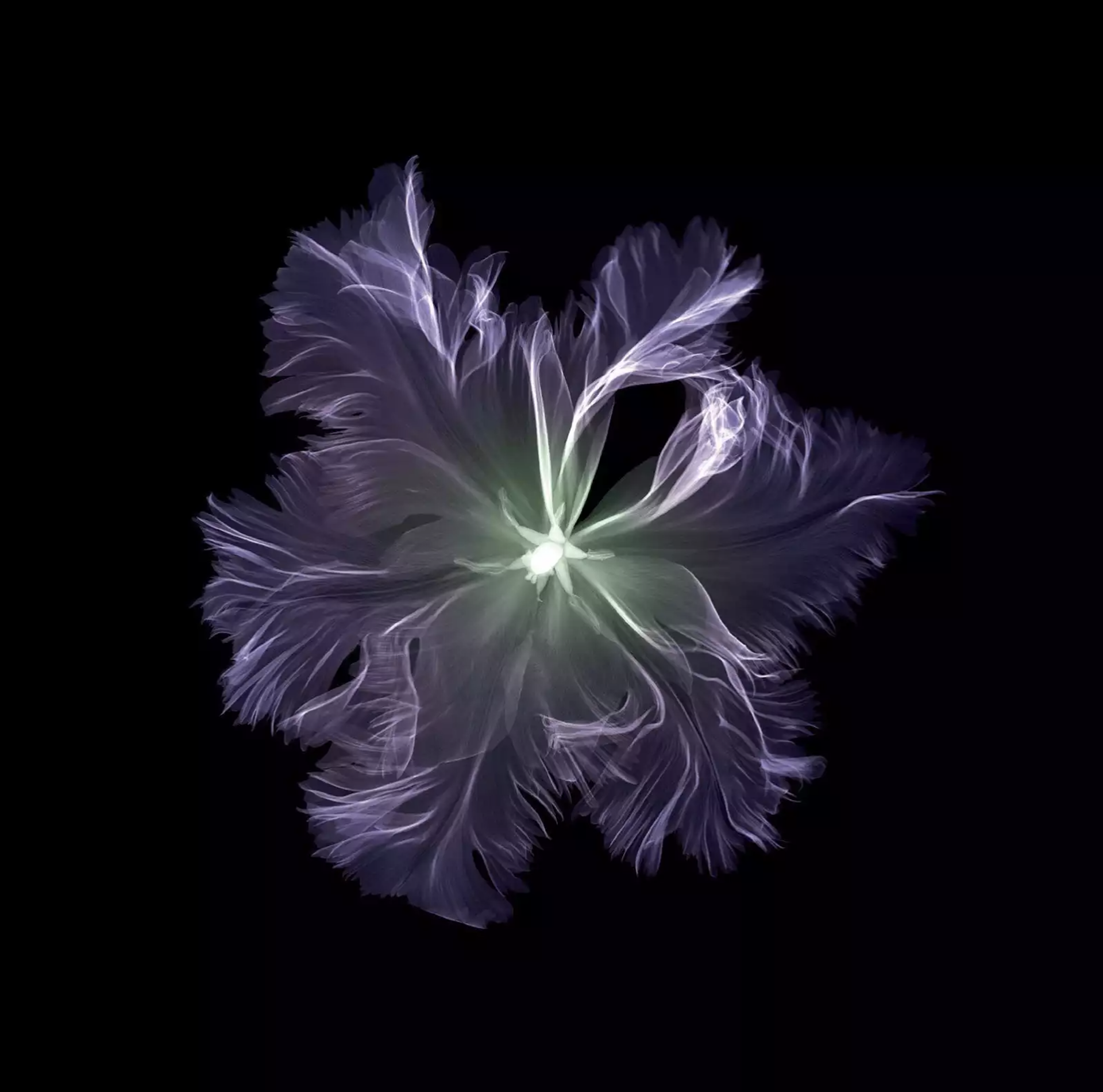 Parrot Tulip by Nick Veasey