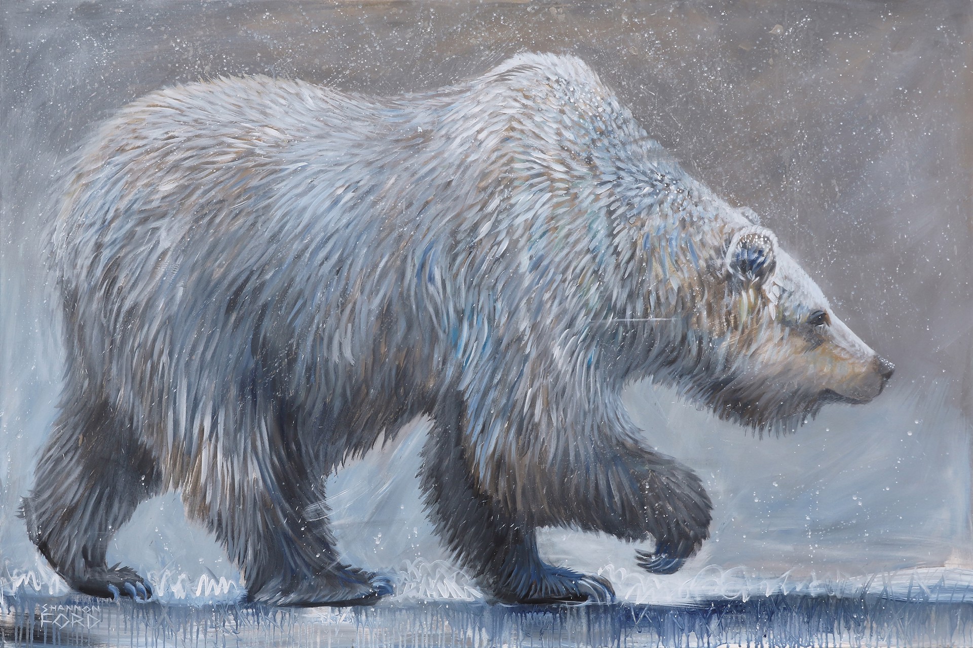 Late Spring Grizzly by Shannon Ford