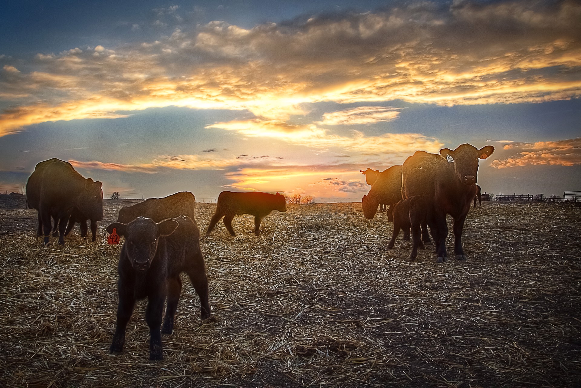 Cattle 02 by Thomas Zimmerman