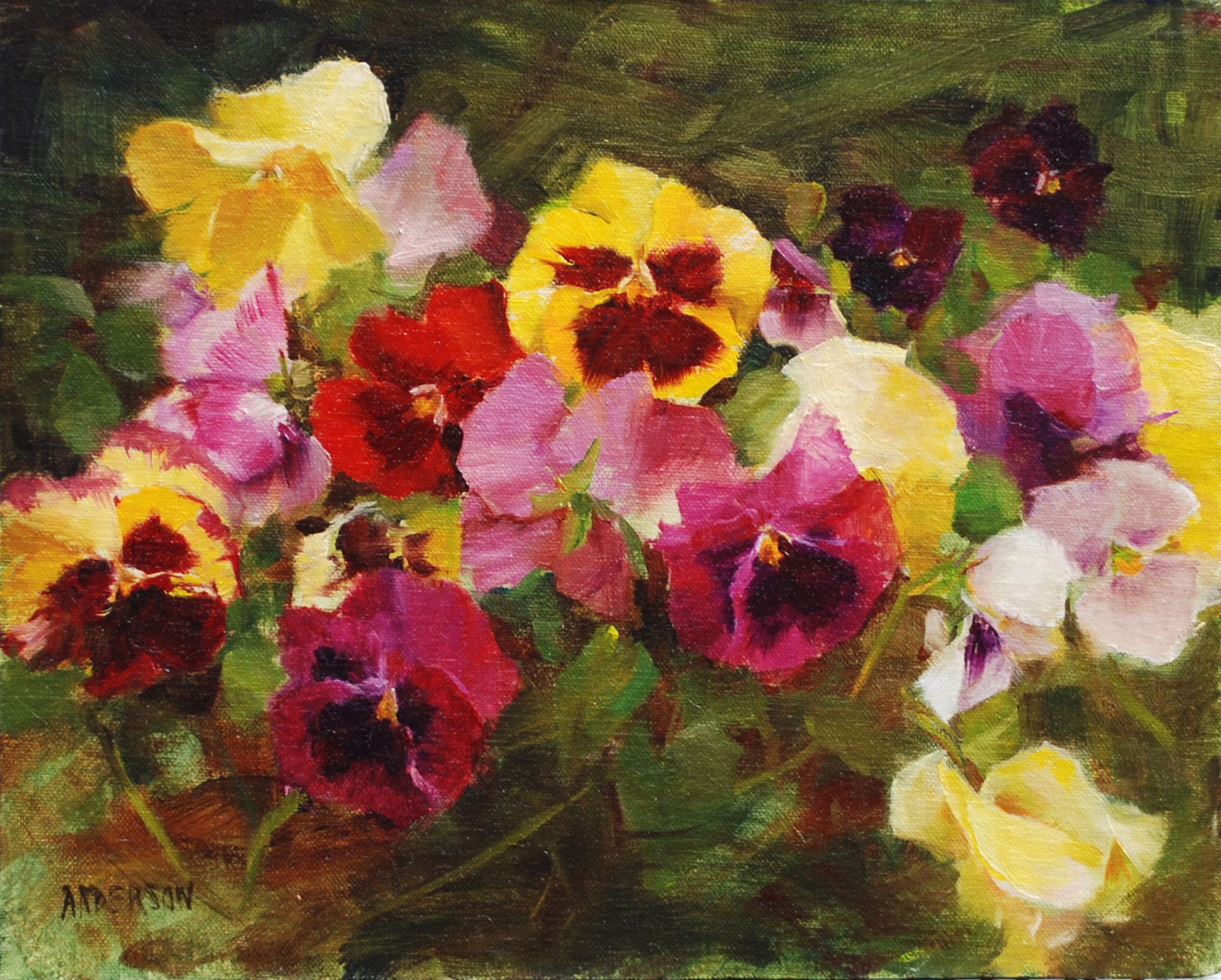 Pansy Rainbow by Kathy Anderson