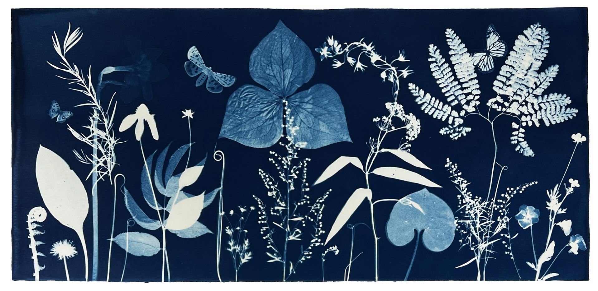 Nocturnal Nature (Ferns, Leaves, Clover, etc) by Julia Whitney Barnes