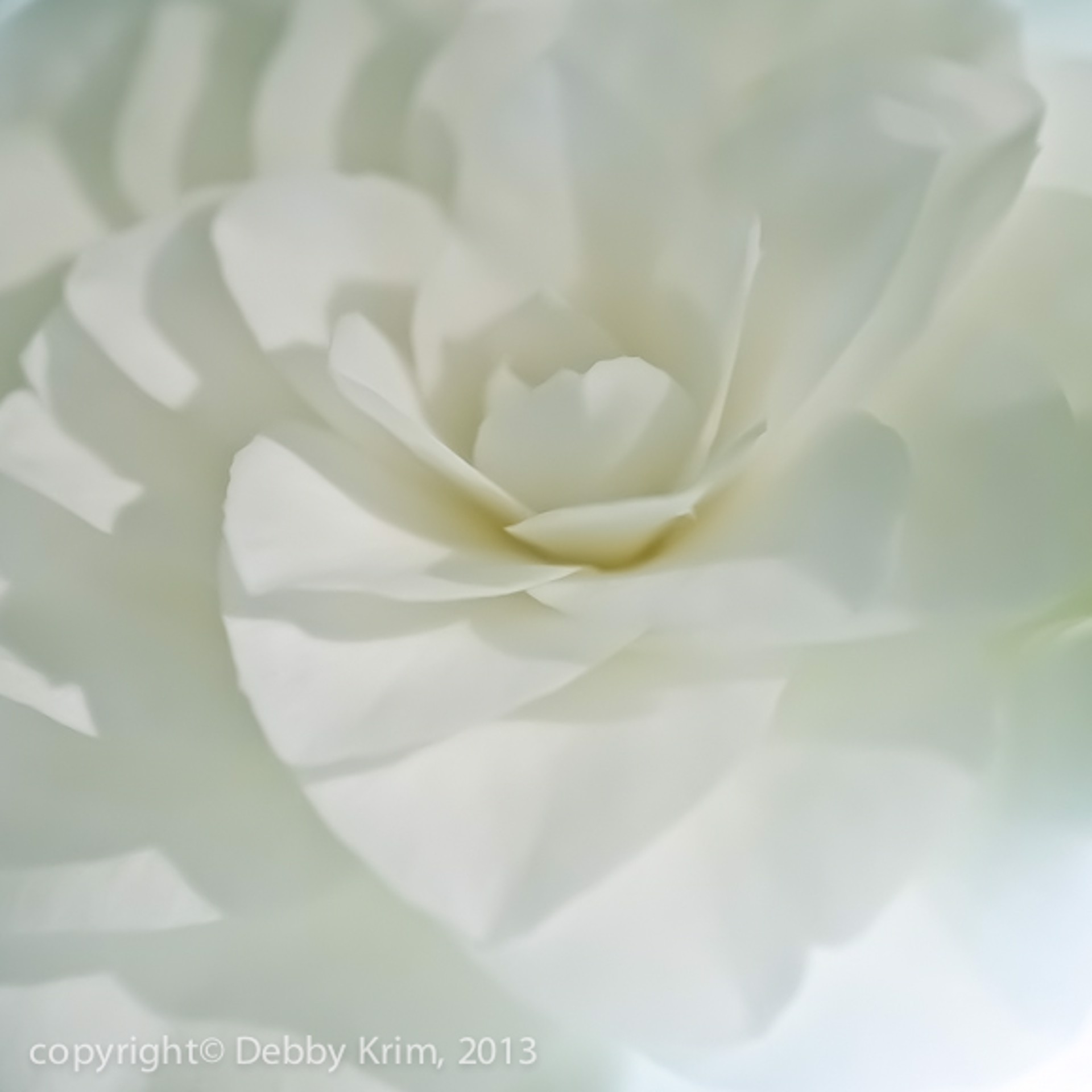 Camellia by Debby Krim