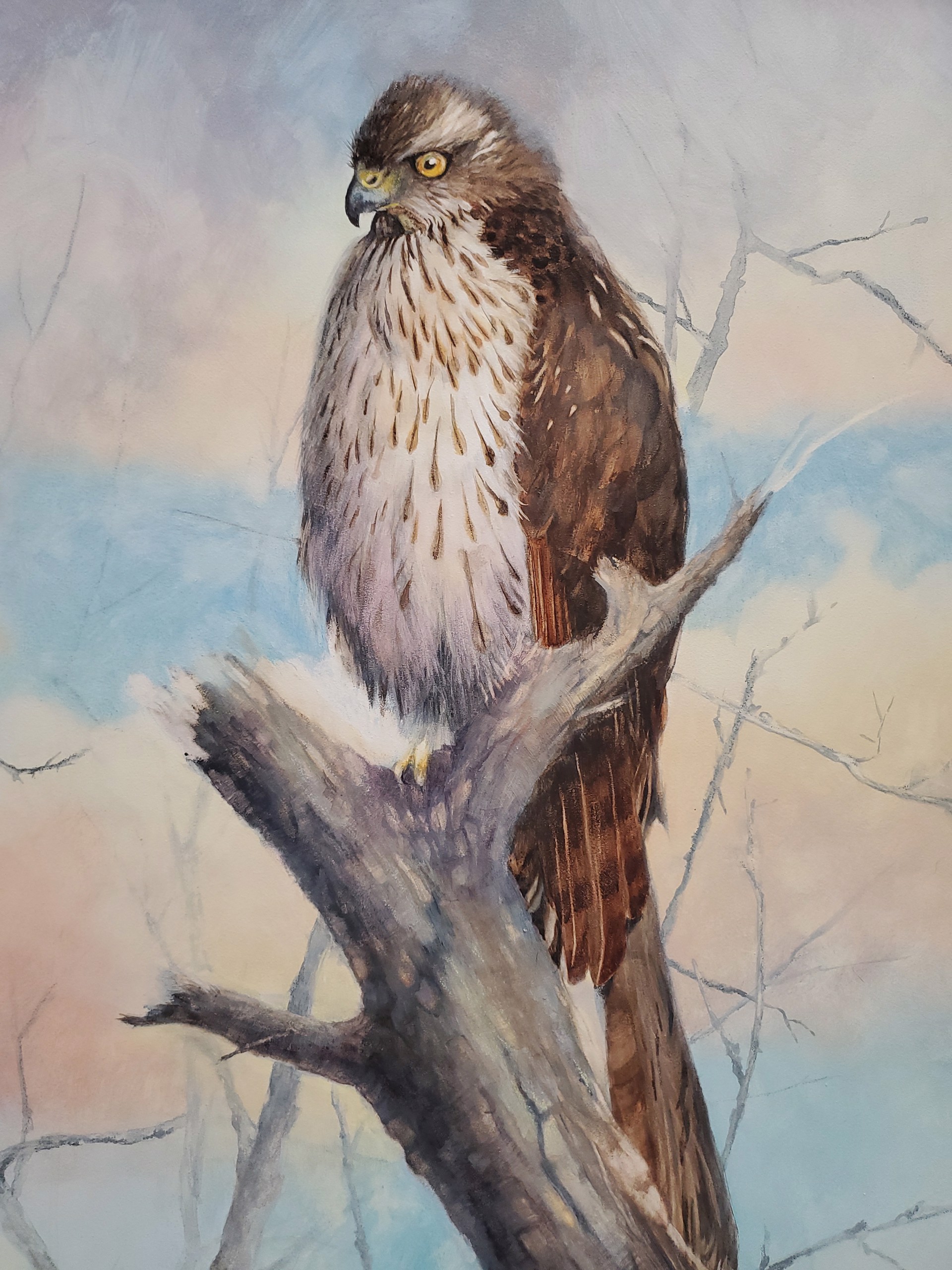 Coopers Hawk by Sherry Egger