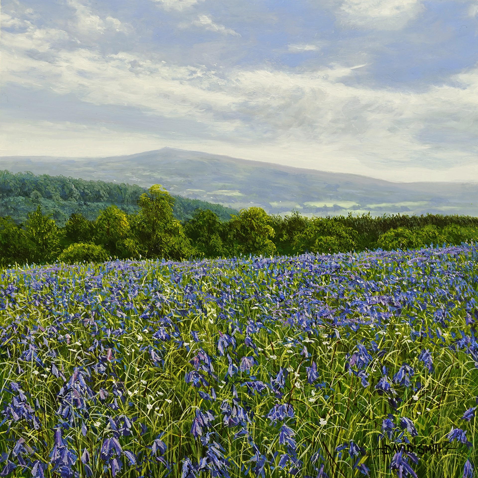 Late Flowering Bluebells by David Smith