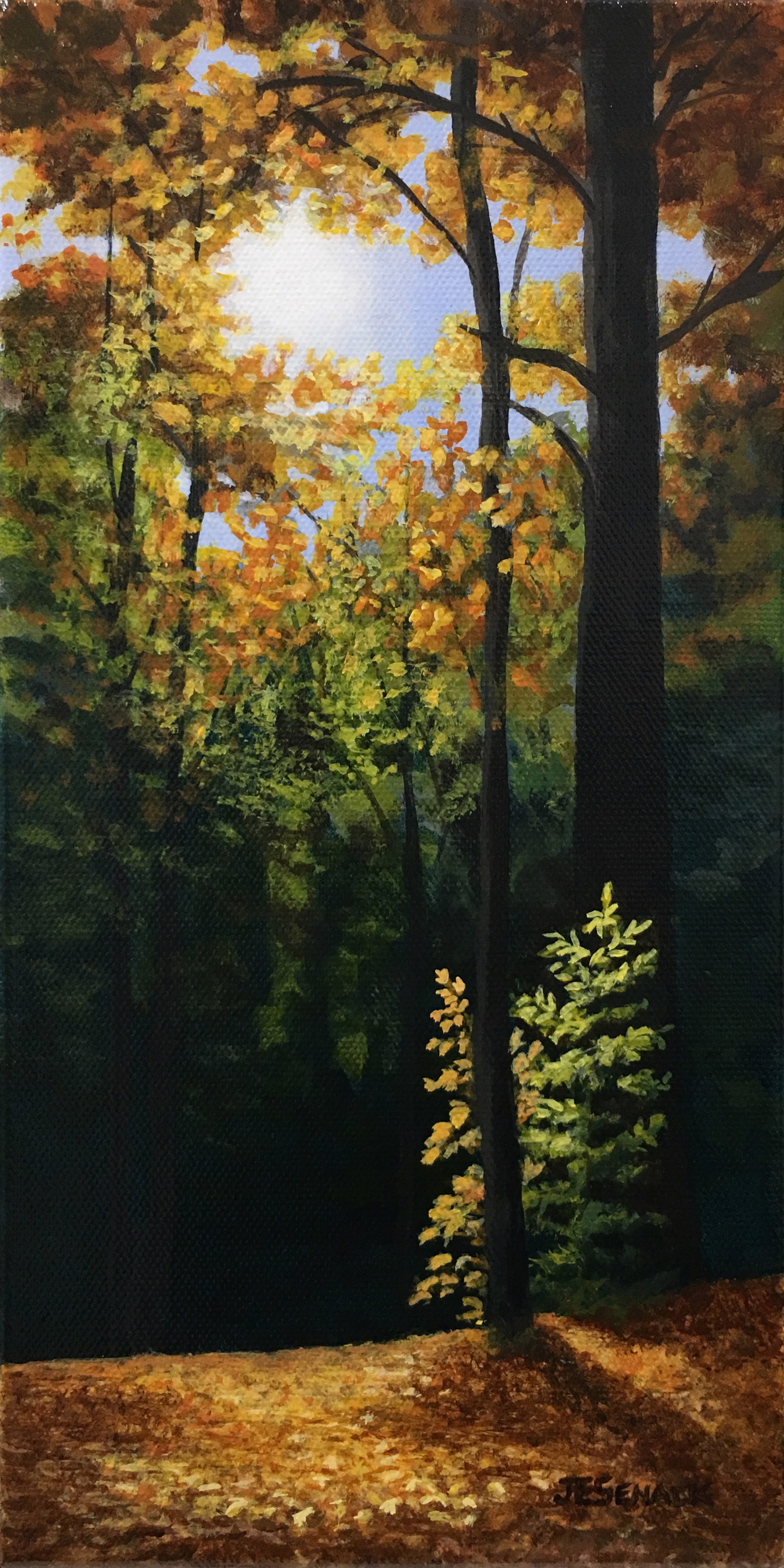 Sunlight in the Woods by J.Elaine Senack
