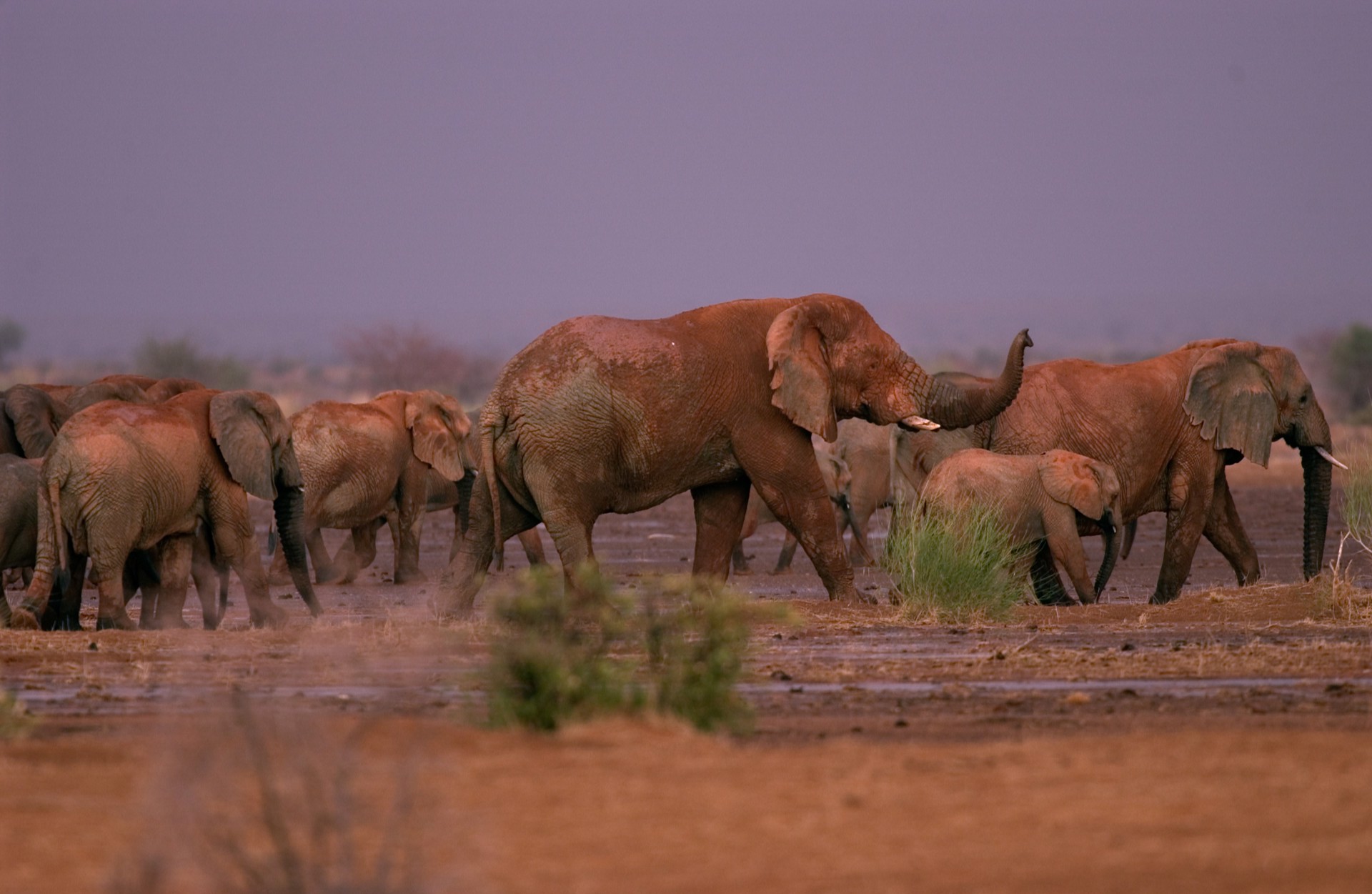 Mali Elephants I by Carlton Ward Jr